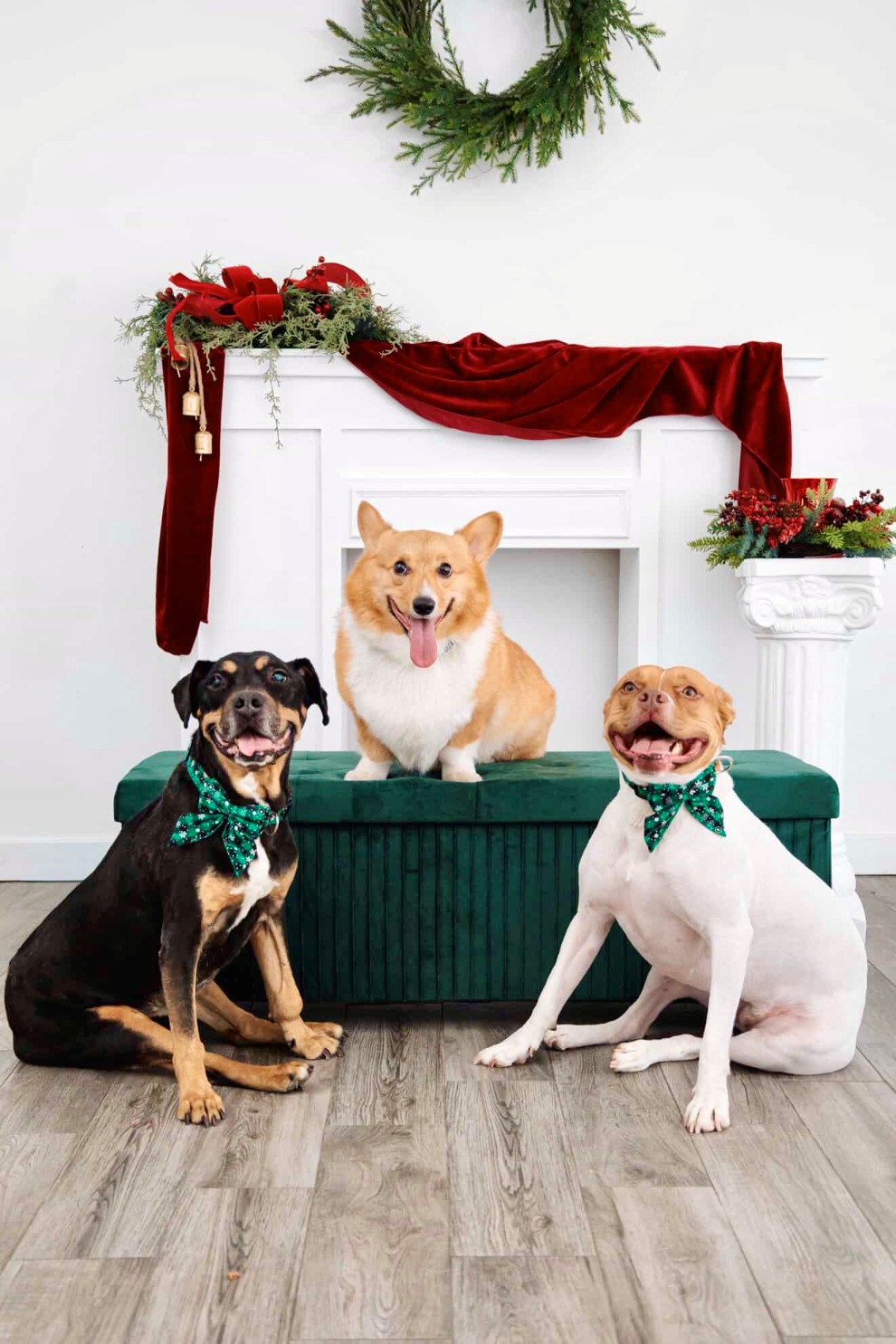 Jaimie's Dogs