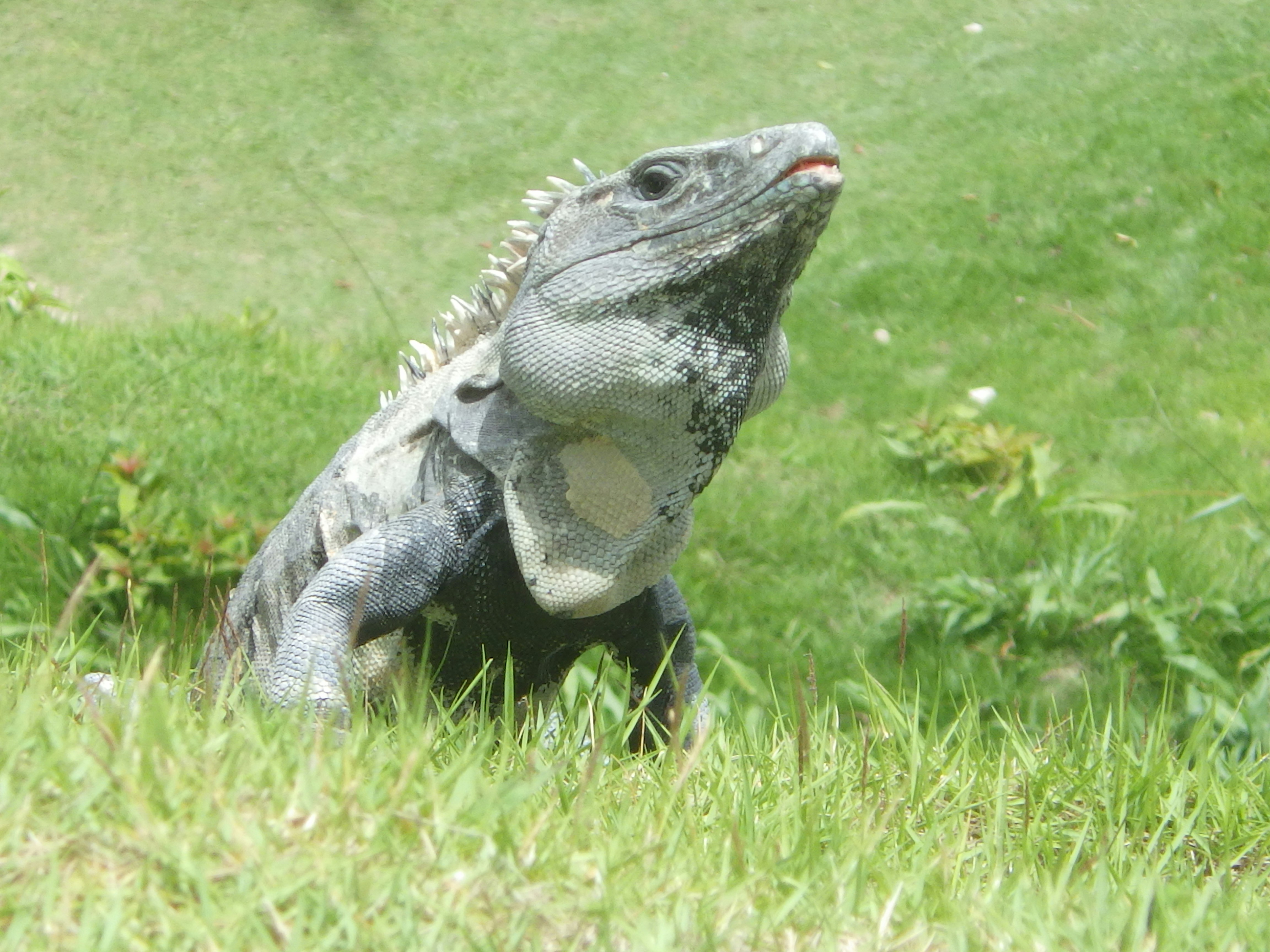 Xunantunich in Belize