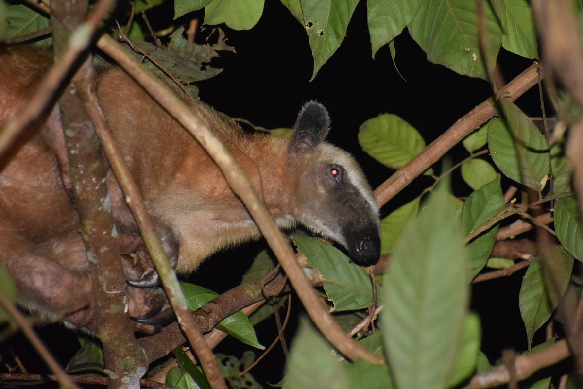 Cave Kayaking and Jungle Overnight in Belize