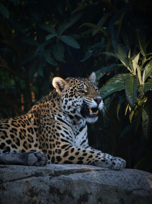 Cave Kayaking and Jungle Overnight in Belize