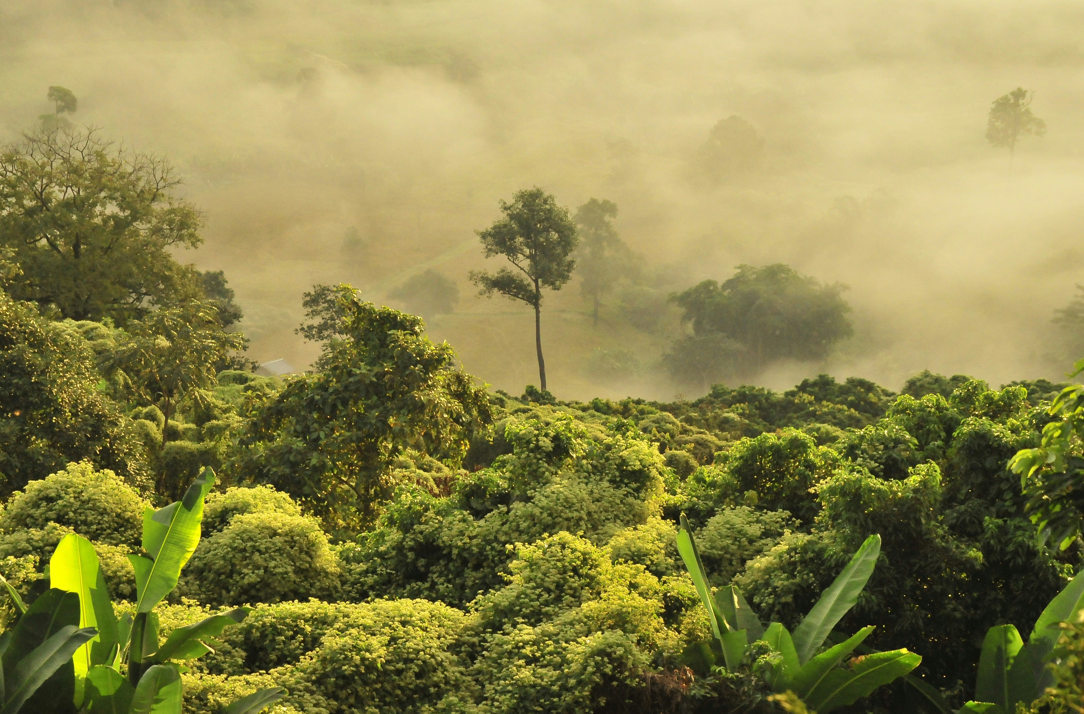 Jungle Trek in Belize 