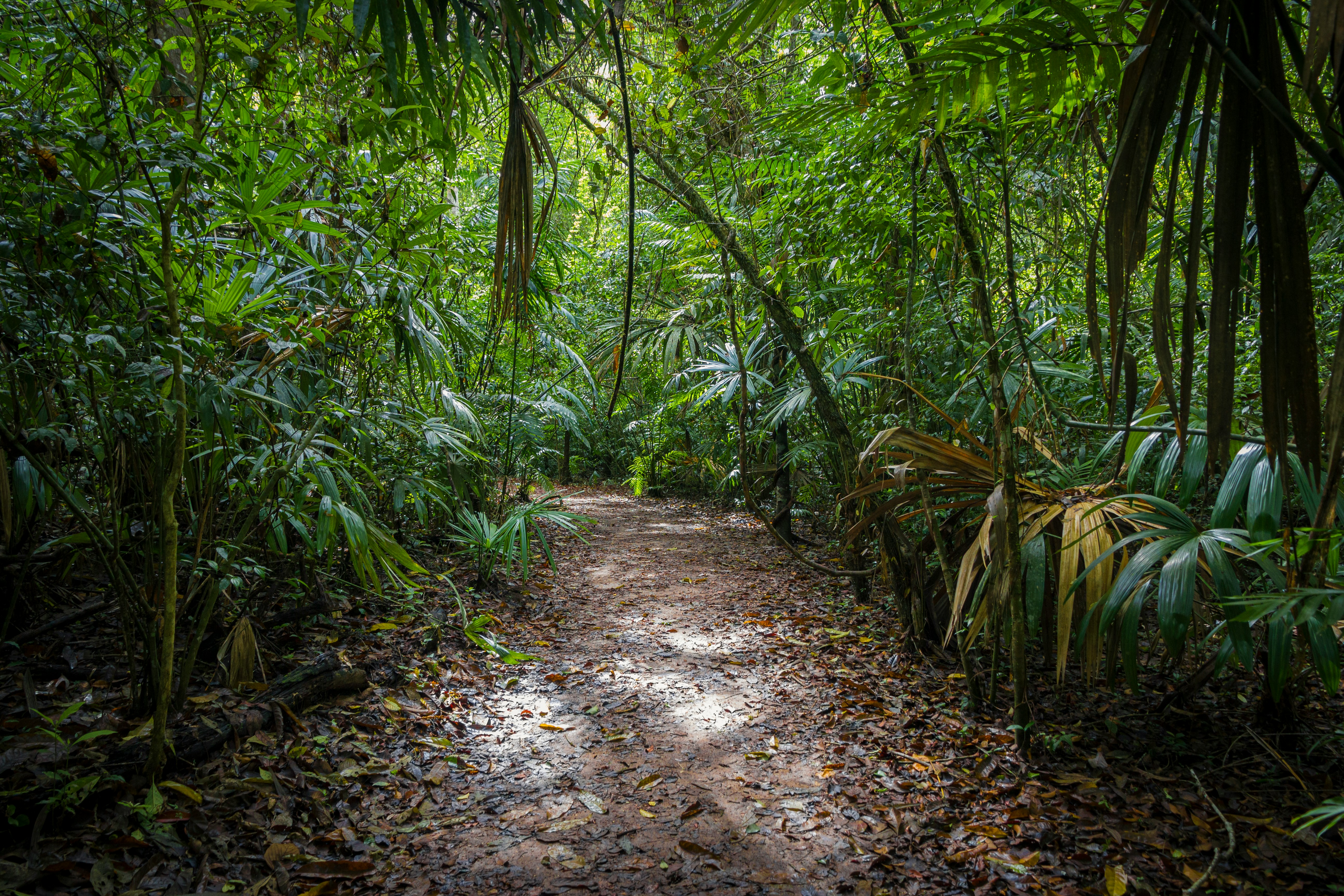 Jungle Trek in Belize 