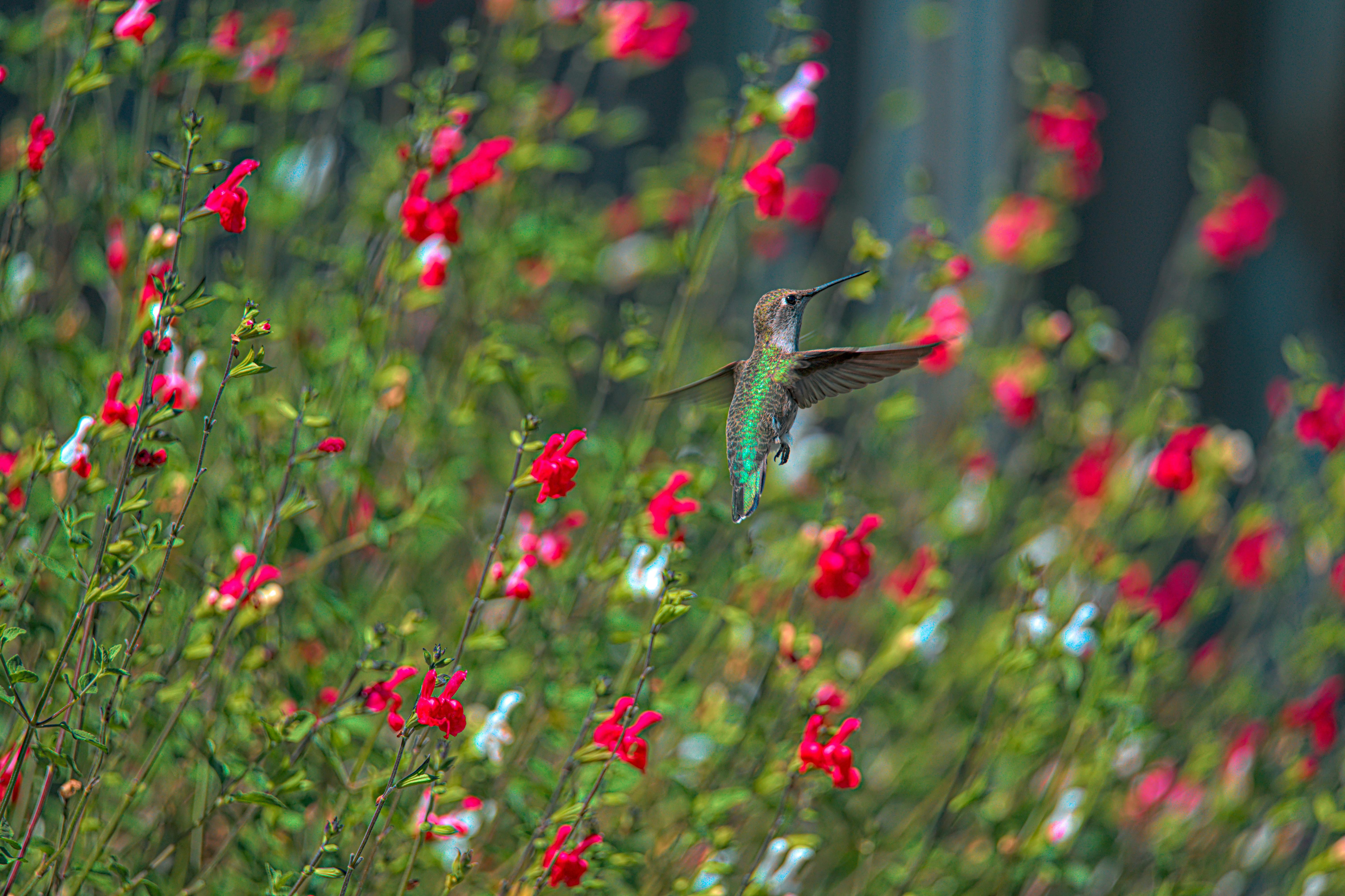 Birding in Belize