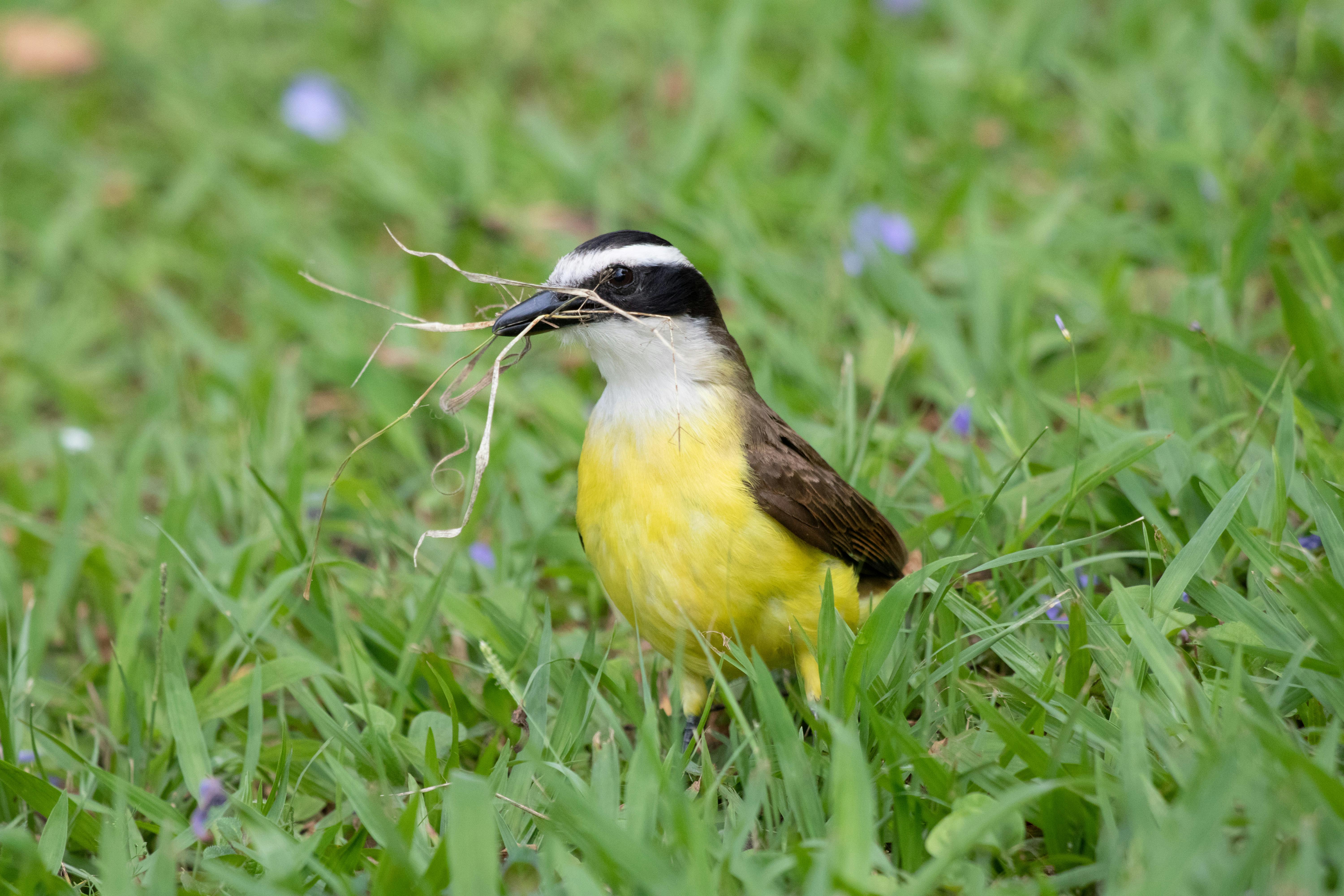 Birding in Belize