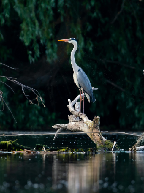 Birding in Belize