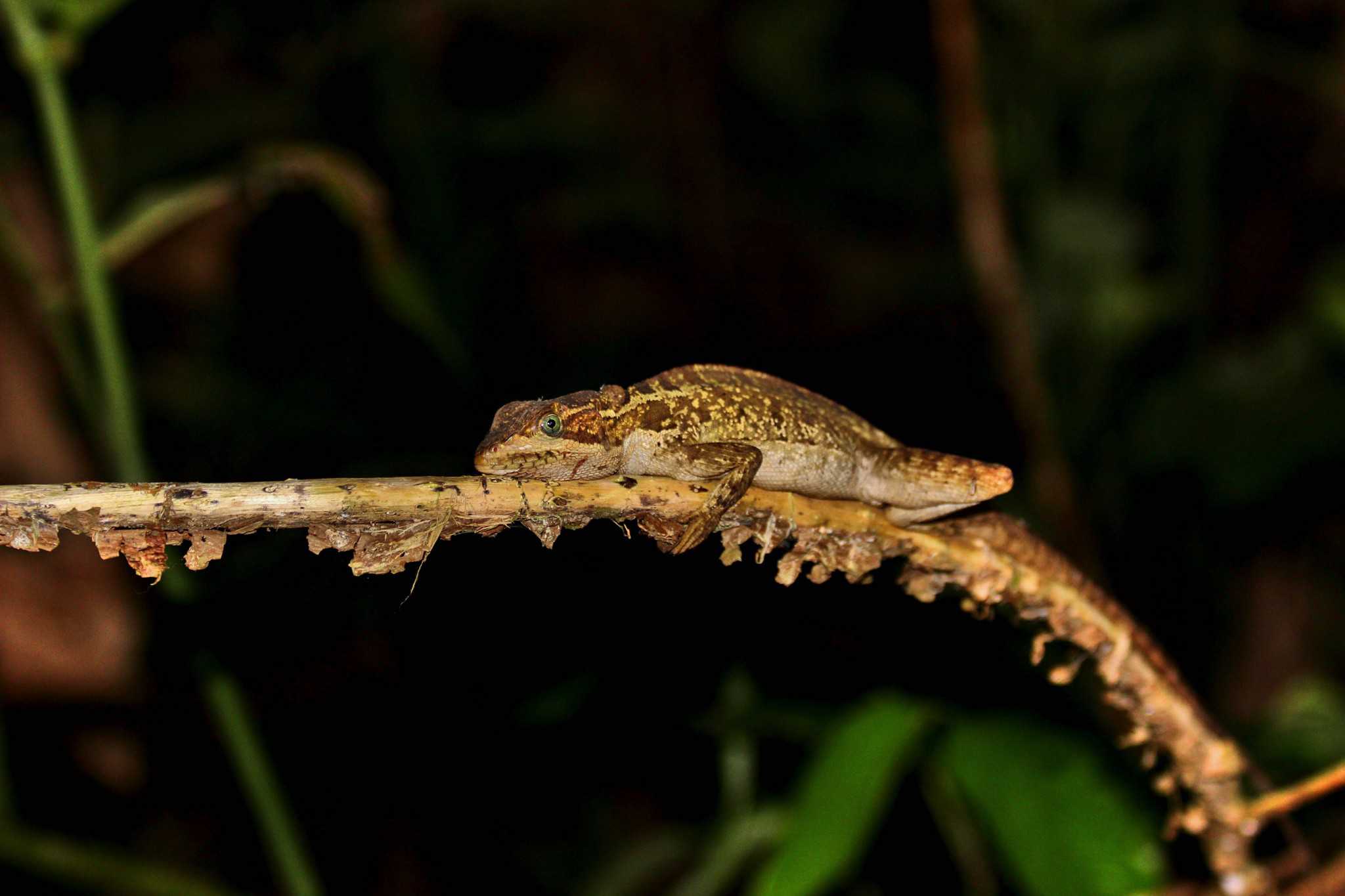 Cave Kayaking and Jungle Overnight in Belize