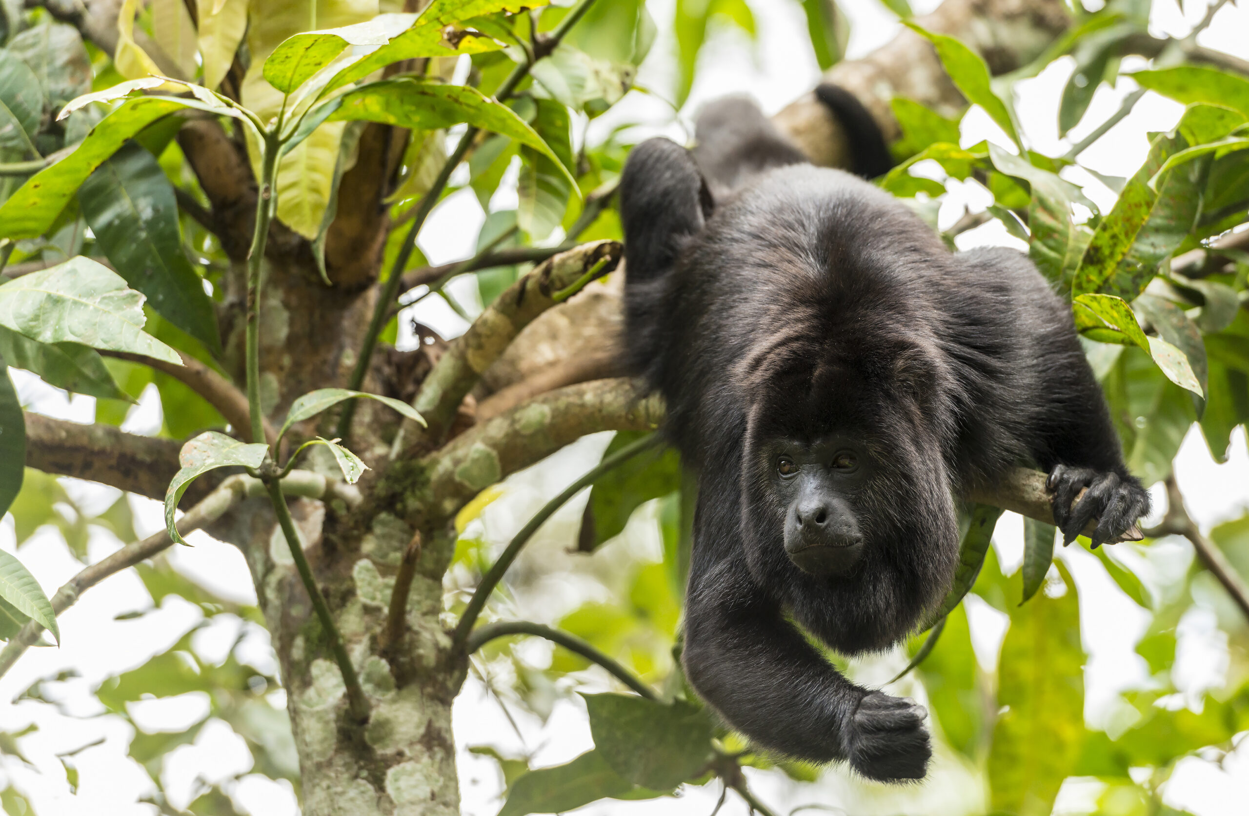 Jungle Trek in Belize 