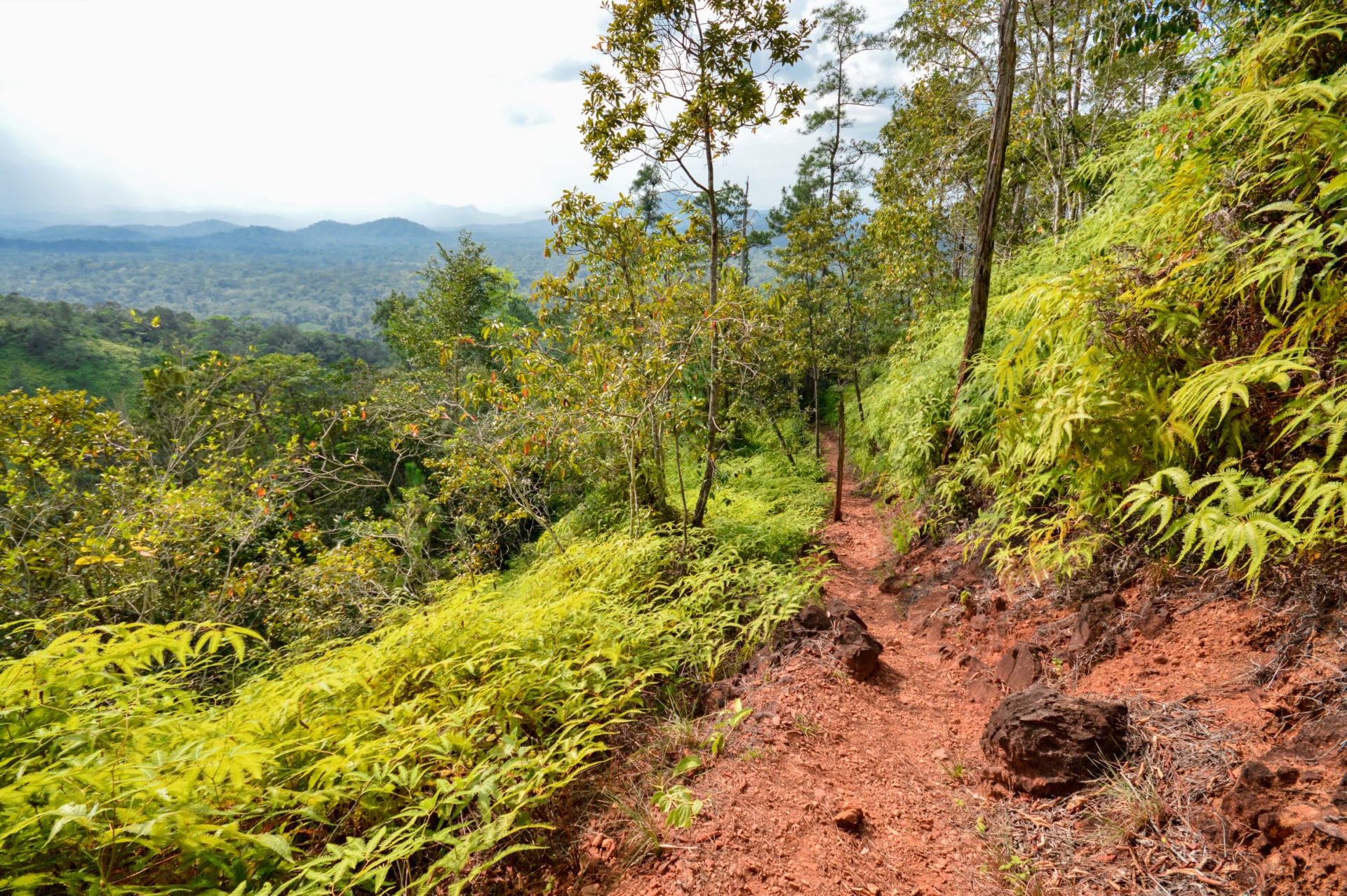 Jungle Trek in Belize 