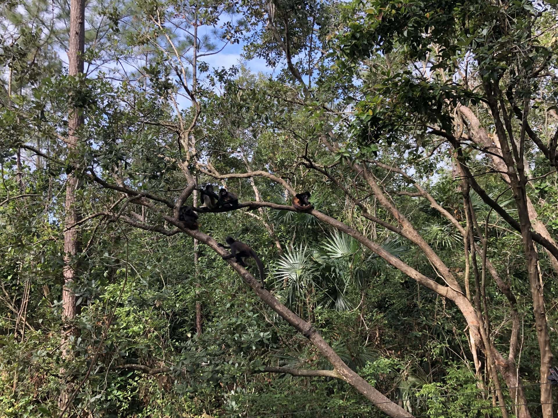 Jungle Trek in Belize 