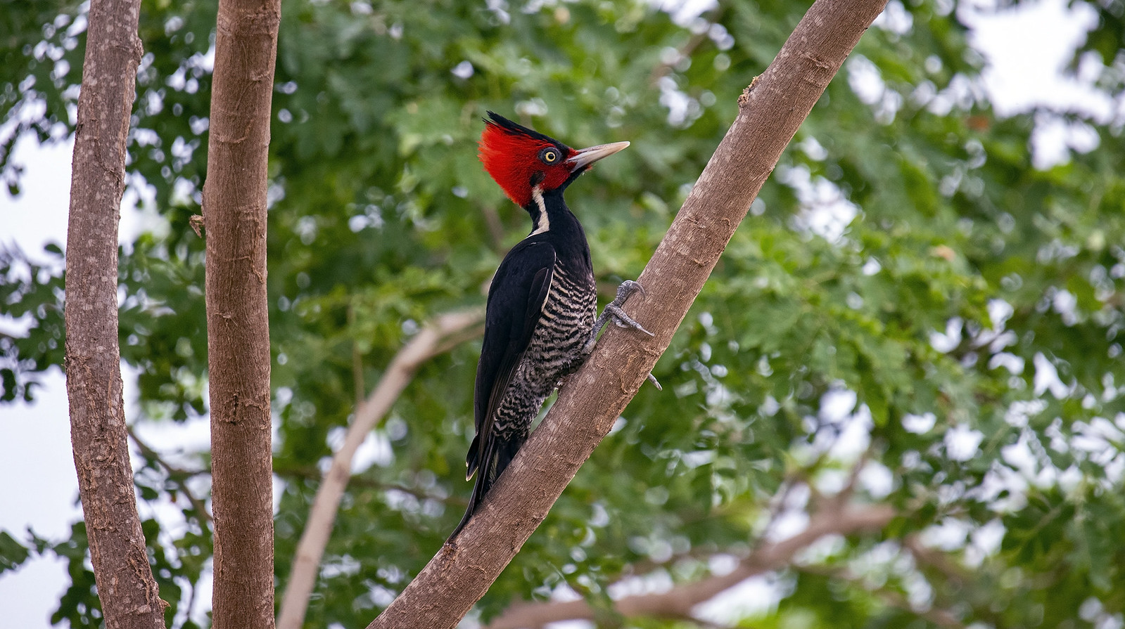 Birding in Belize