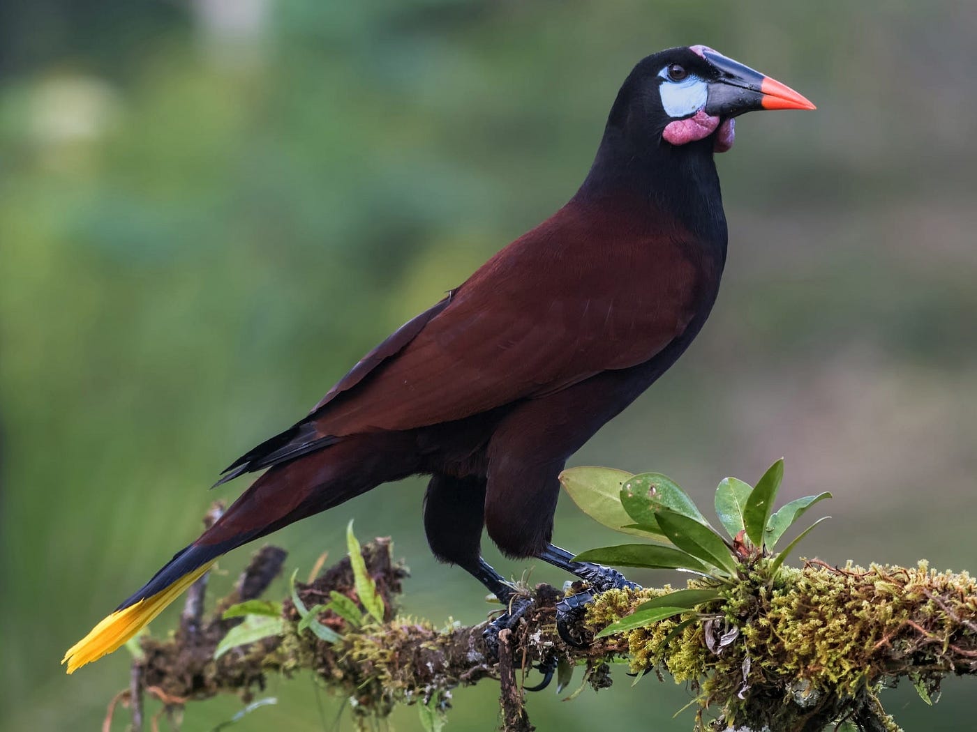 Birding in Belize