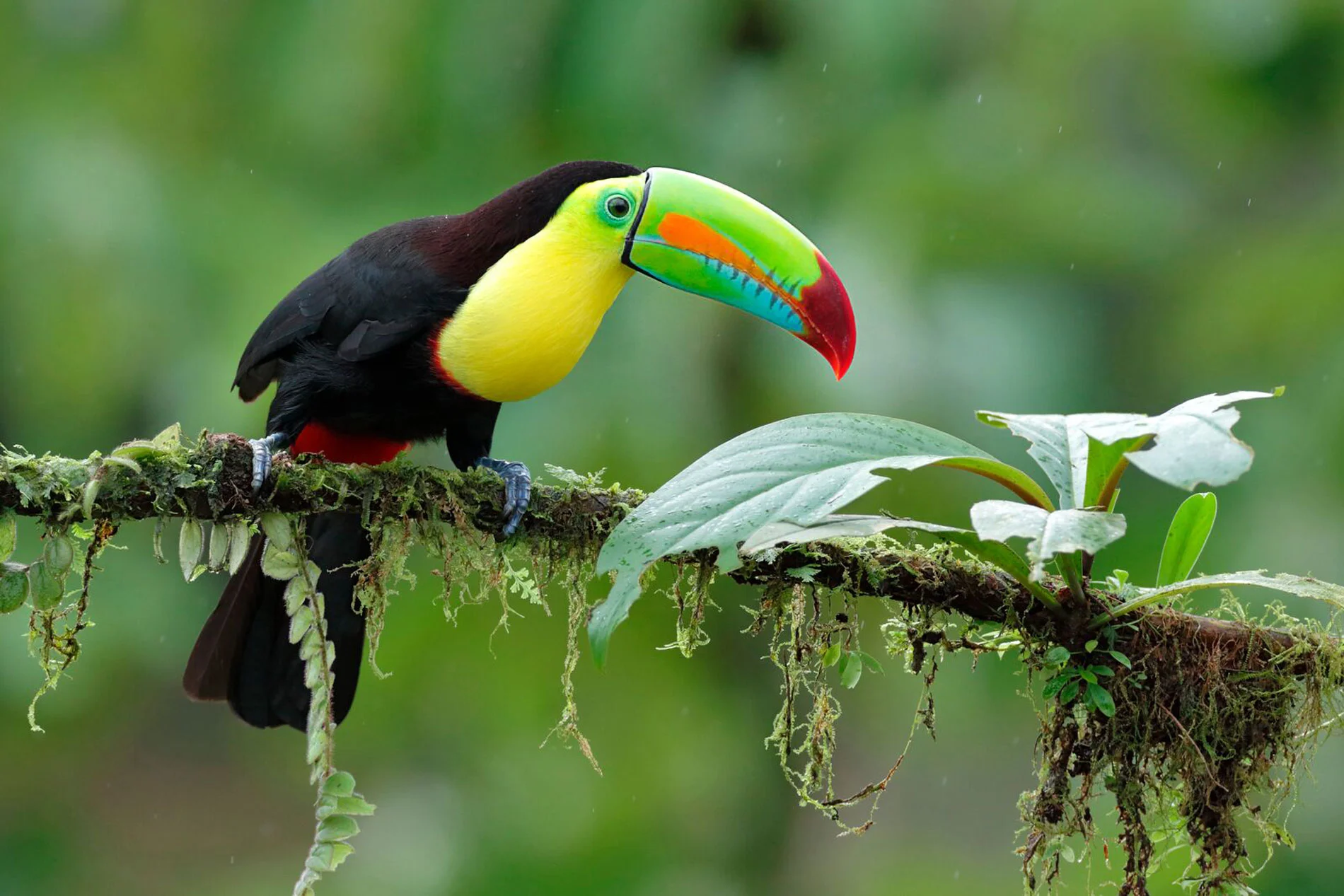 Birding in Belize