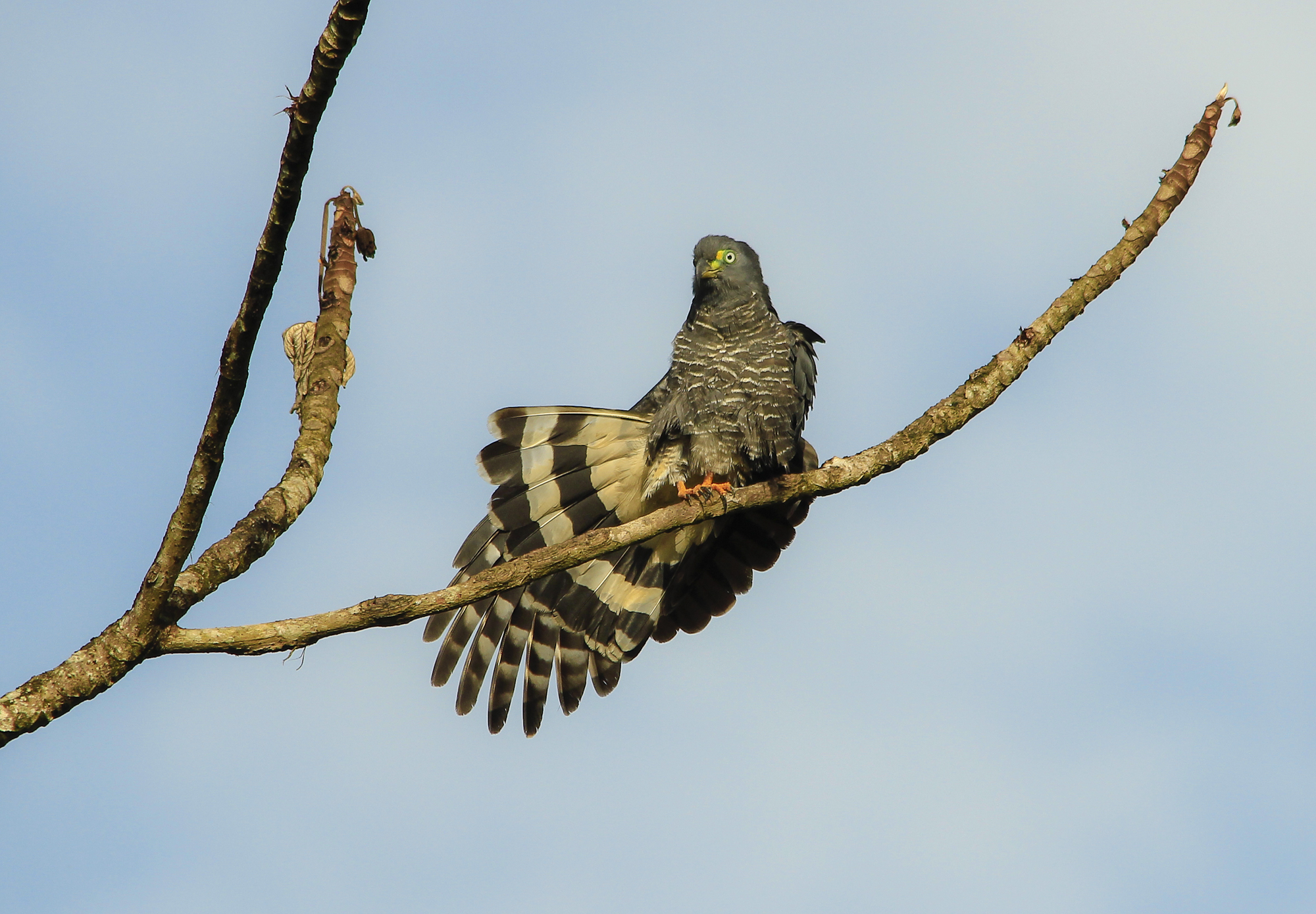 Birding in Belize