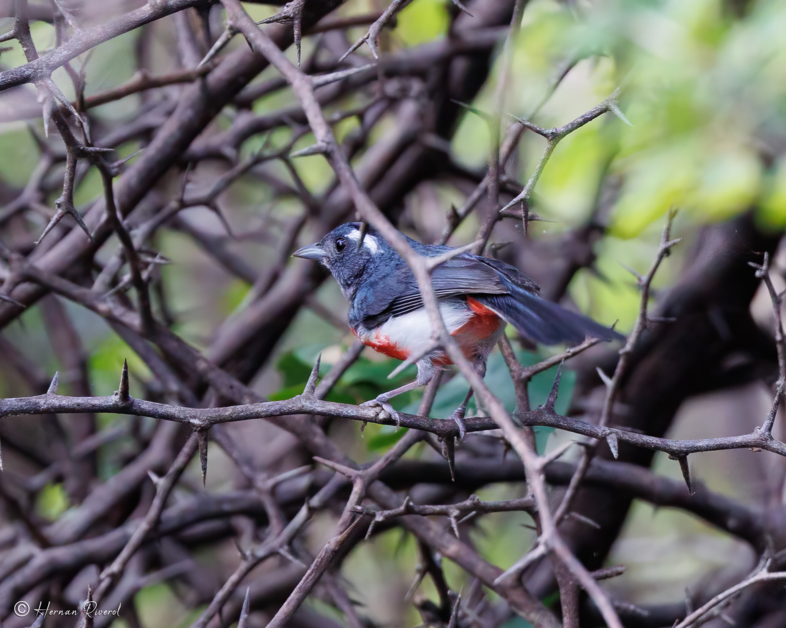 Birding in Belize