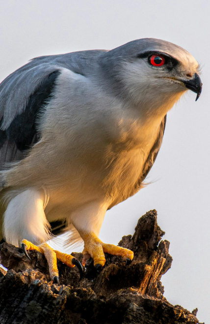 Bird watching in Belize