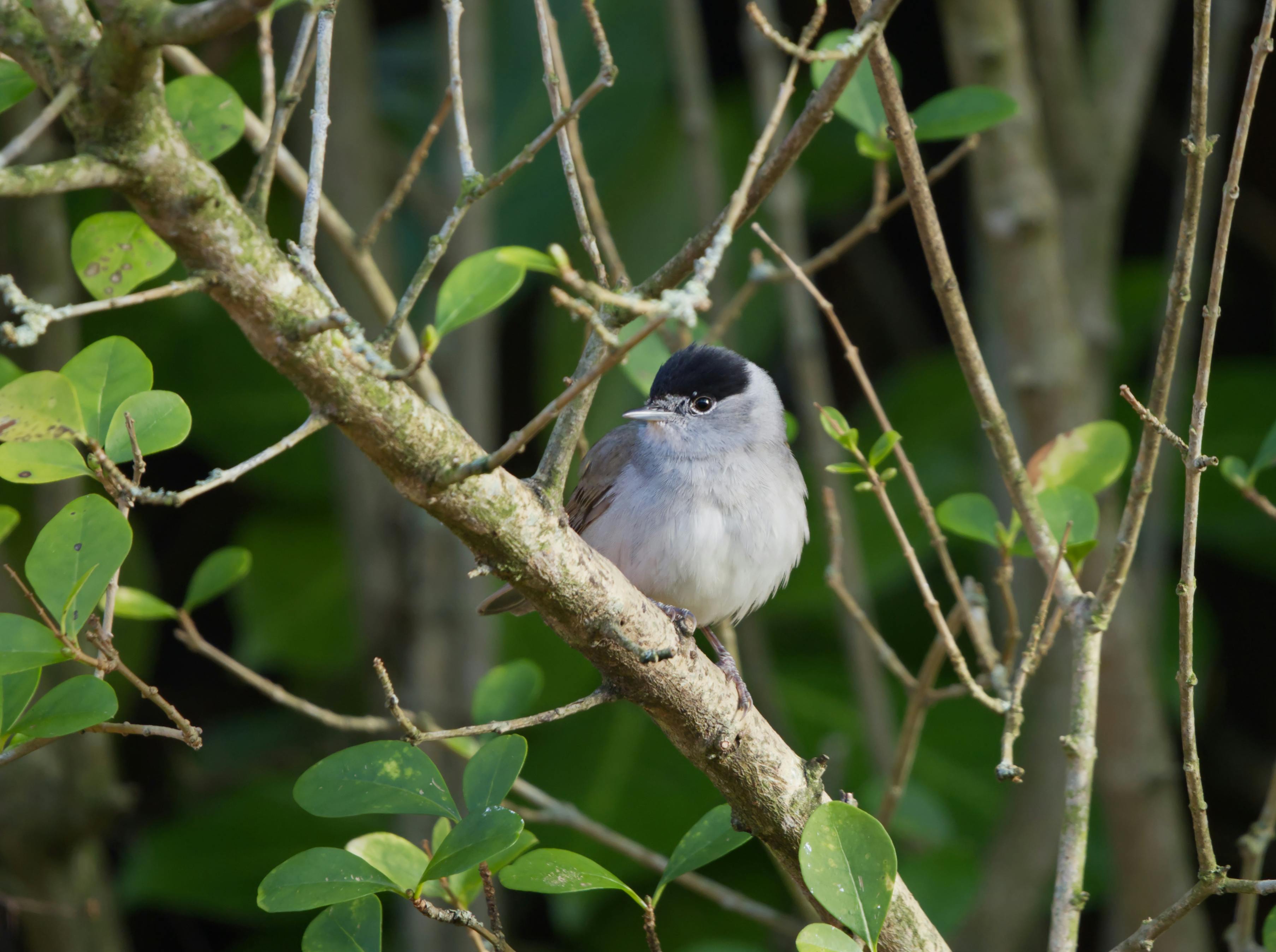 bird watching in belize