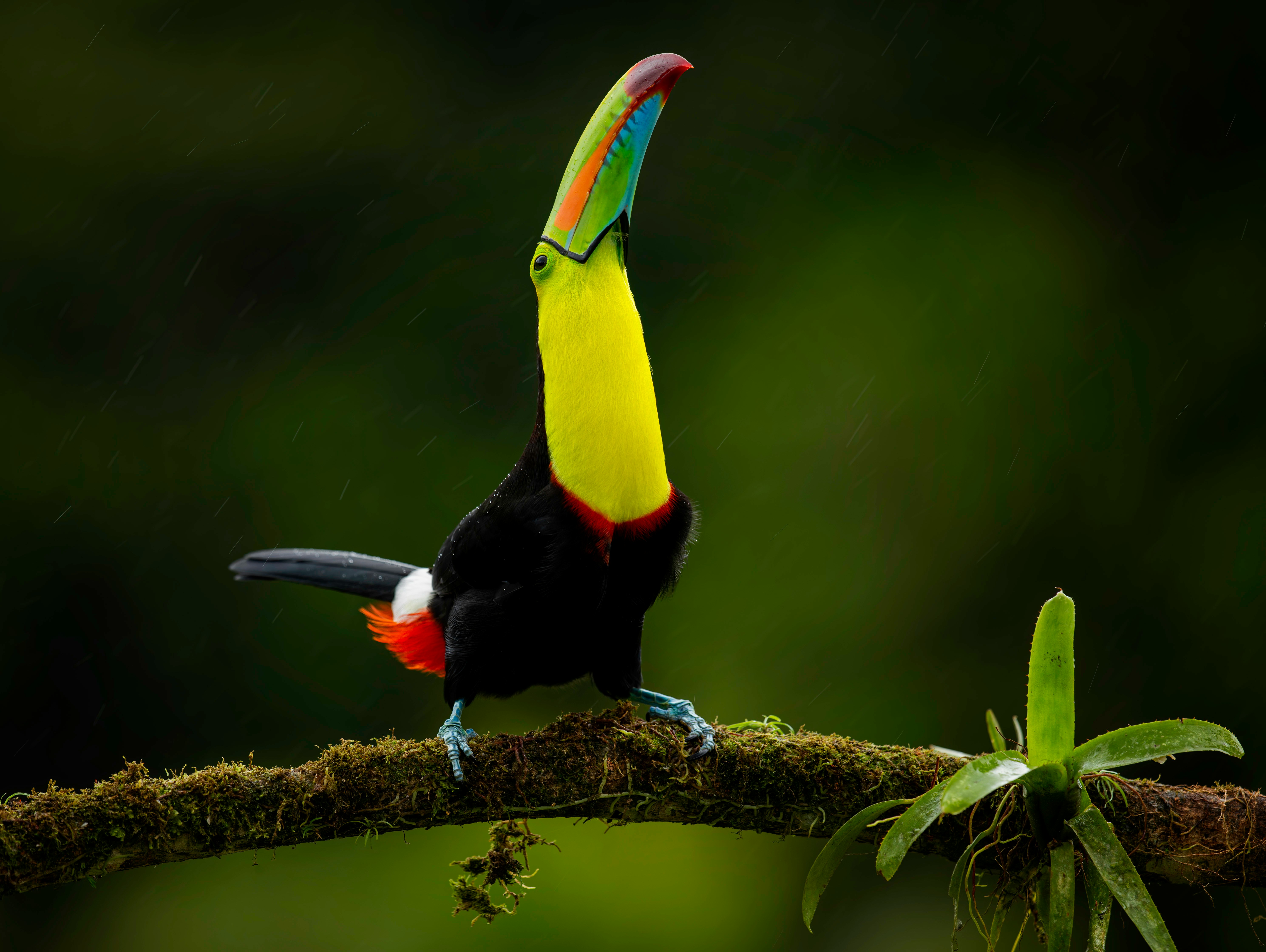 bird watching in belize