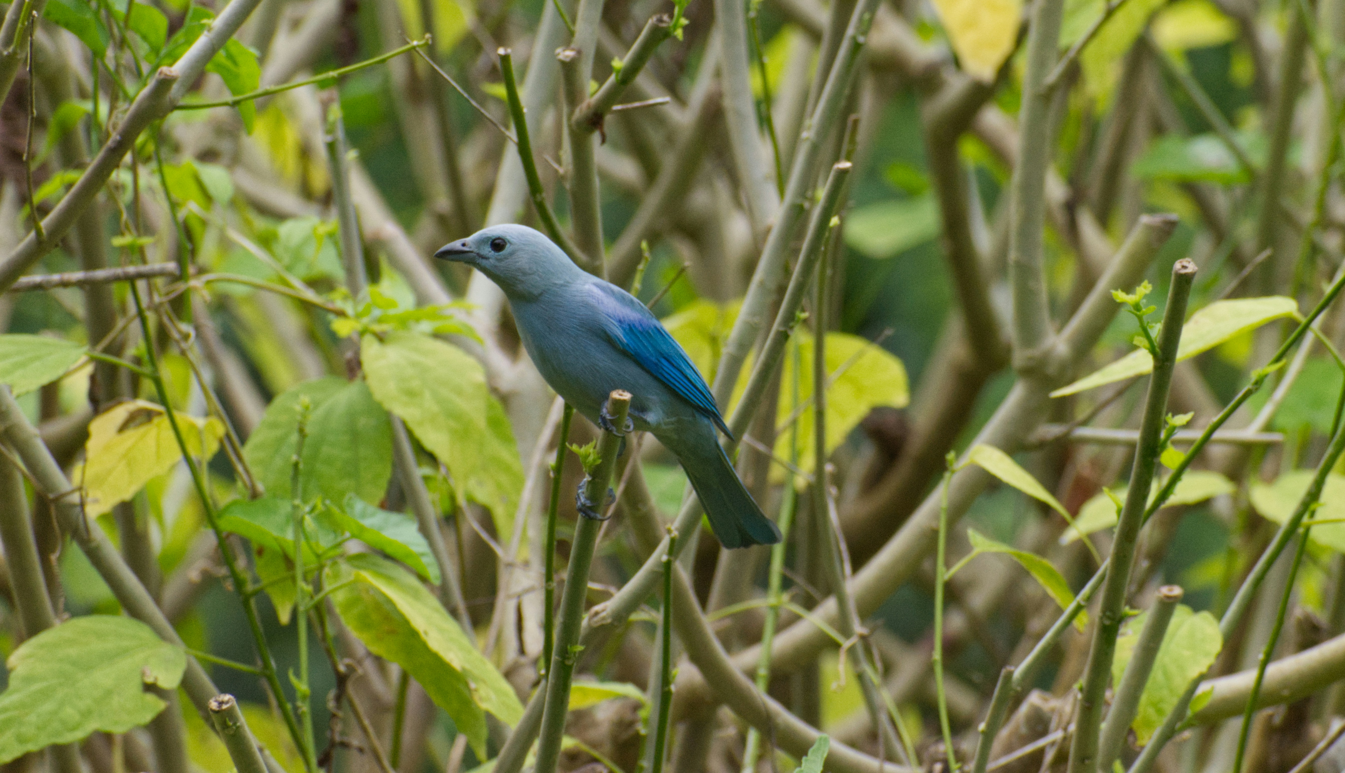 bird watching in belize