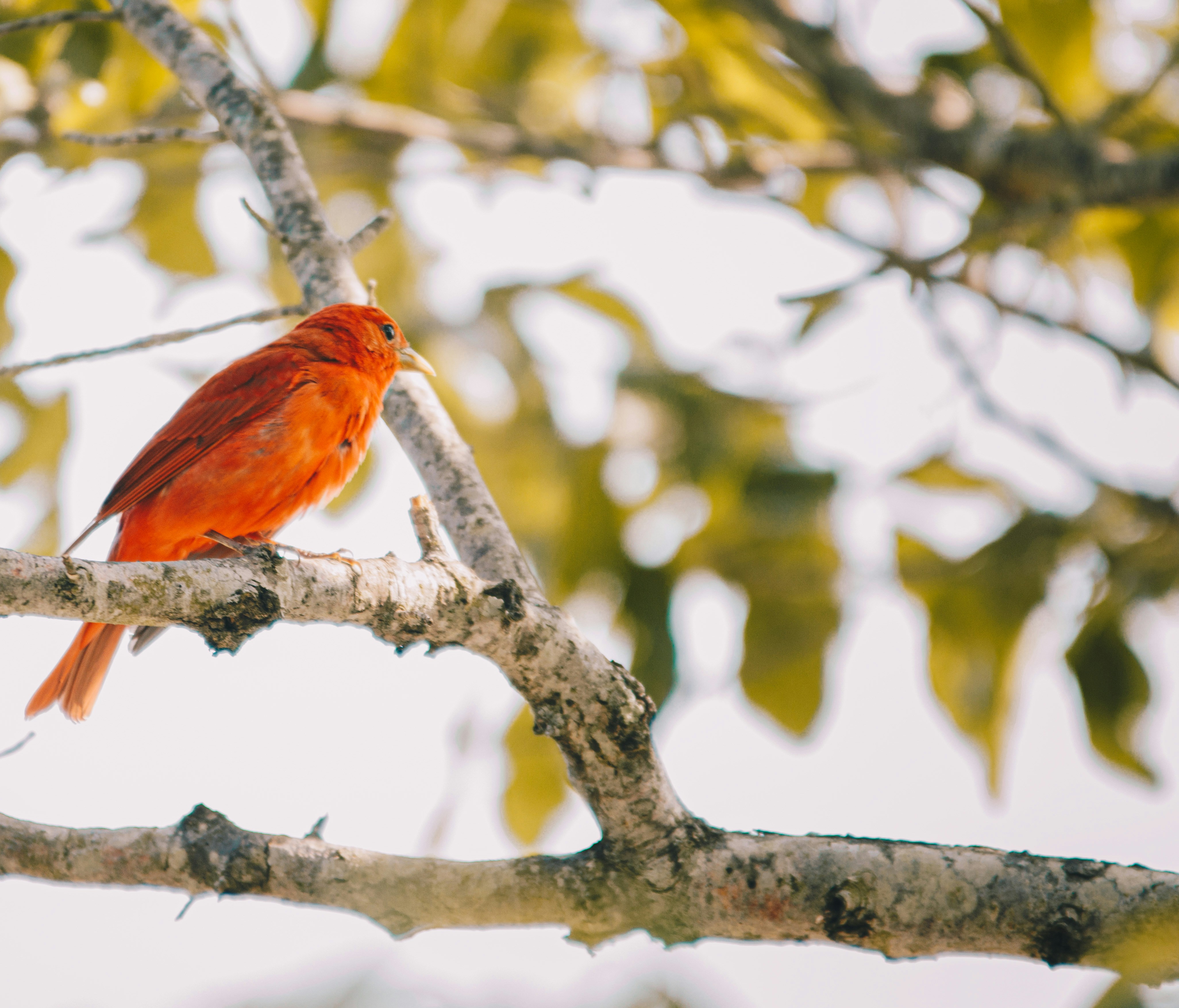 bird watching in belize