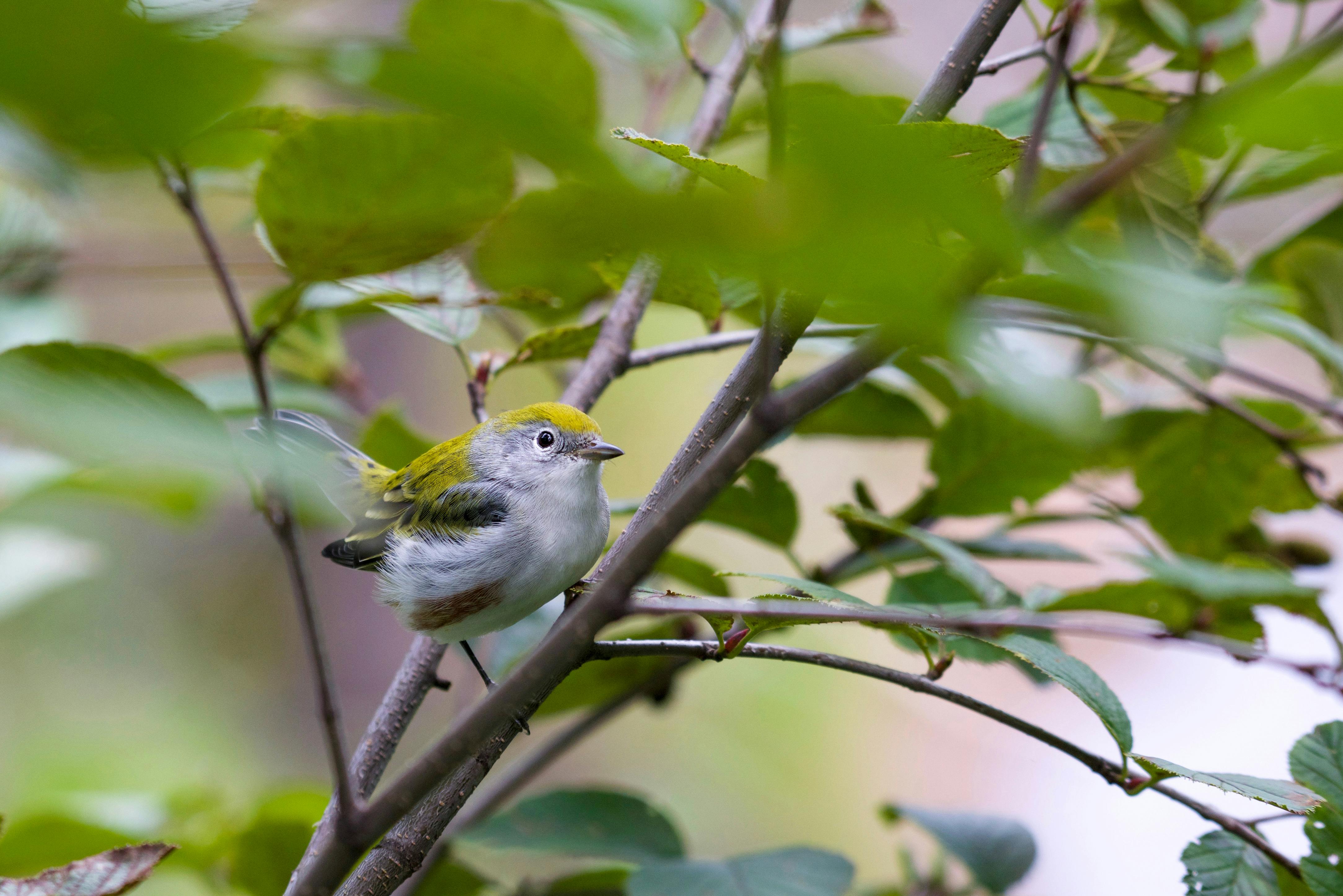 bird watching in belize