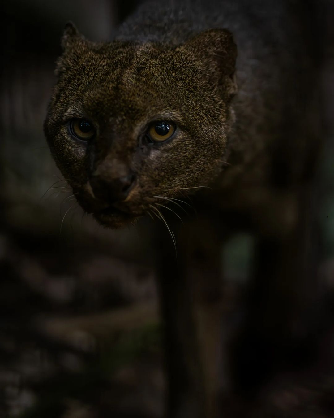 belize zoo in belize