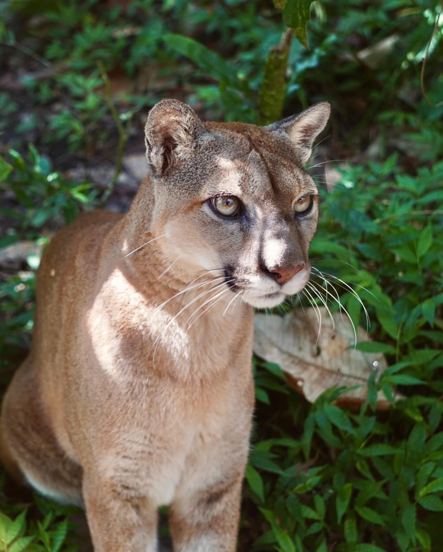 belize zoo in belize