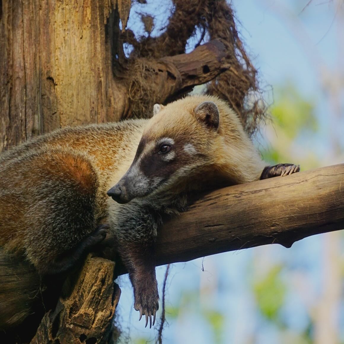 belize zoo in belize