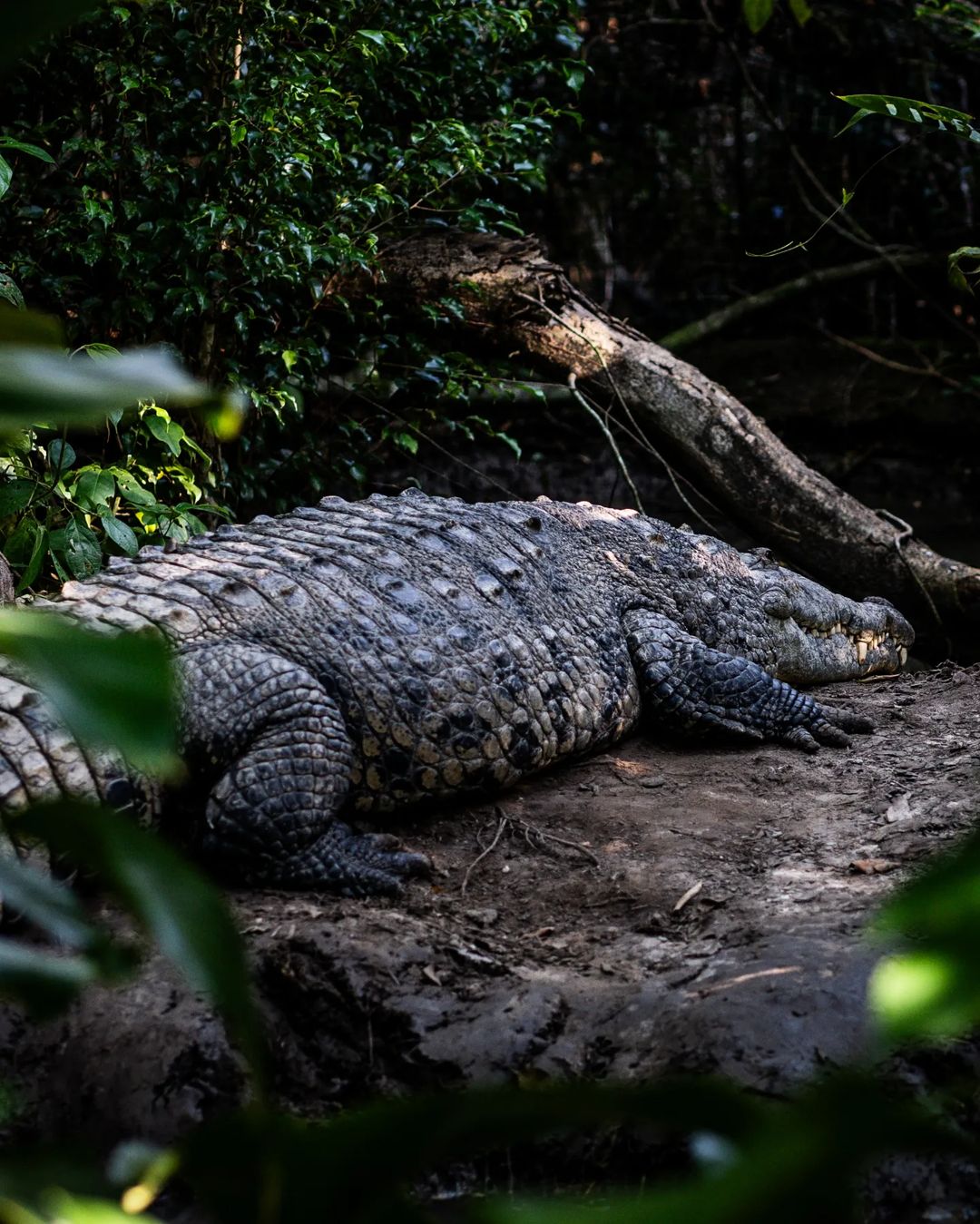 belize zoo in belize