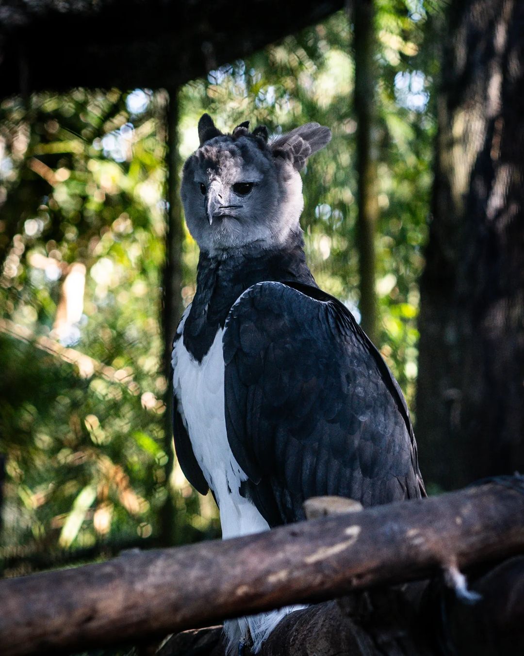 belize zoo in belize