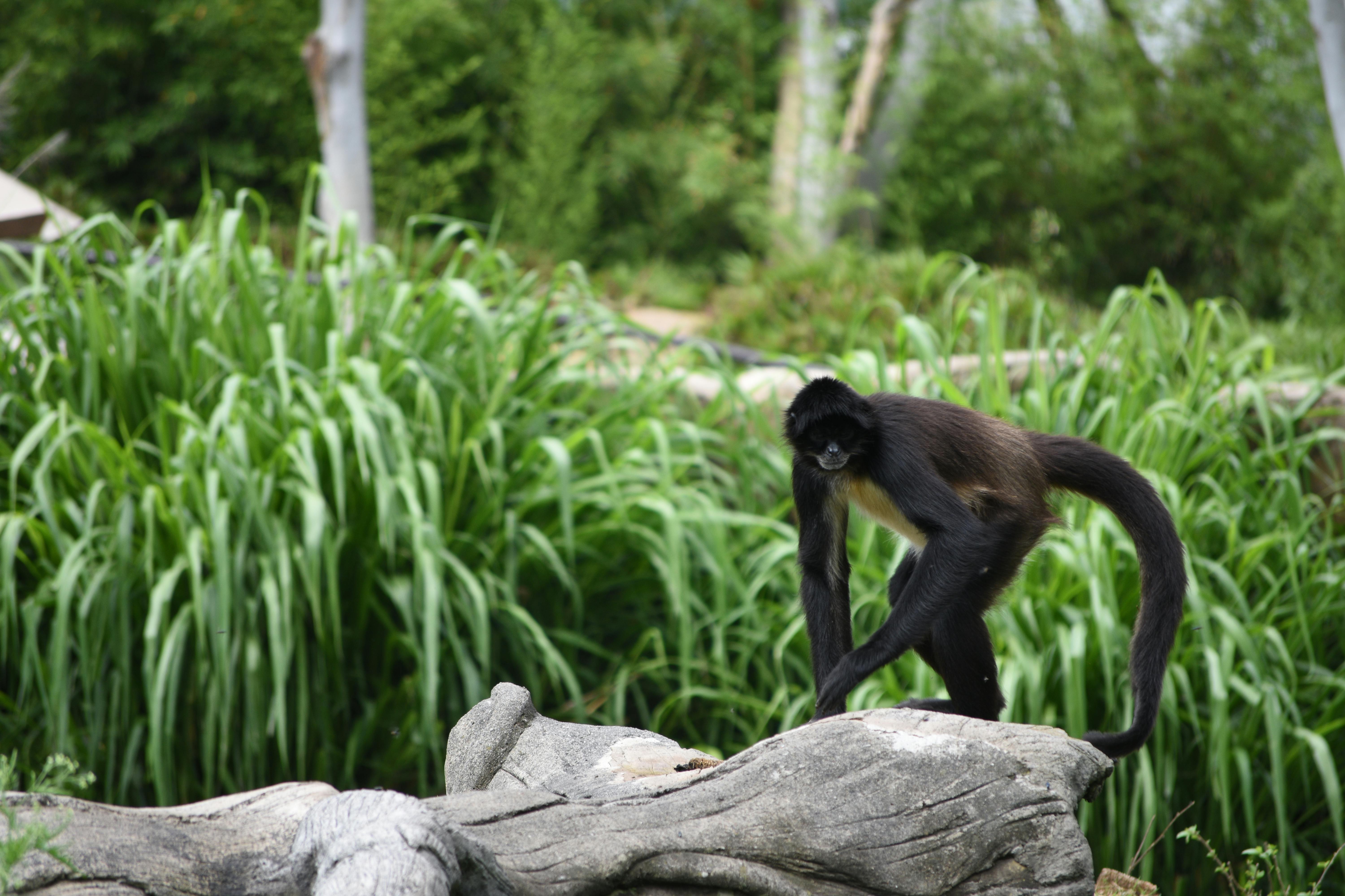 belize zoo in belize