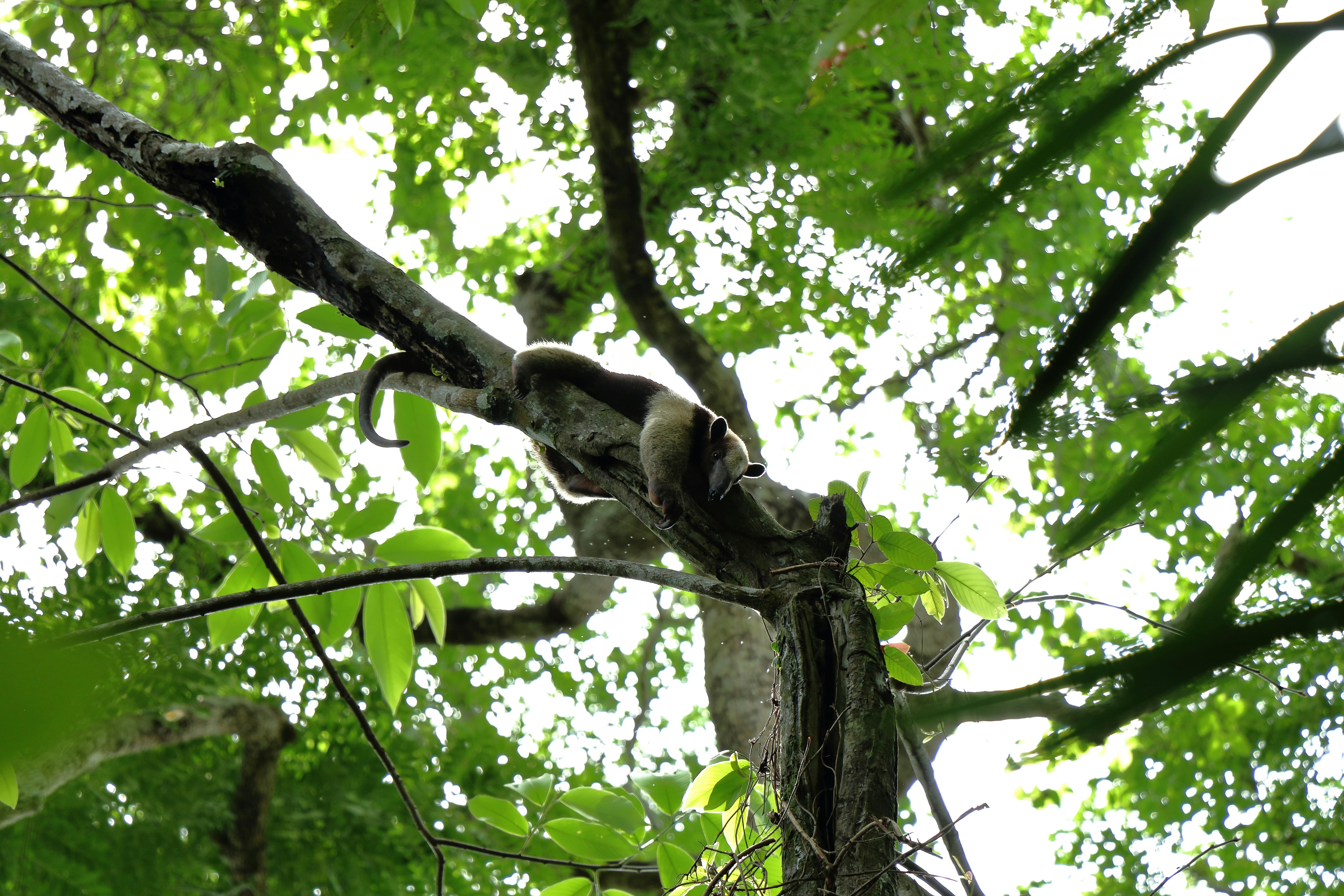 belize zoo in belize