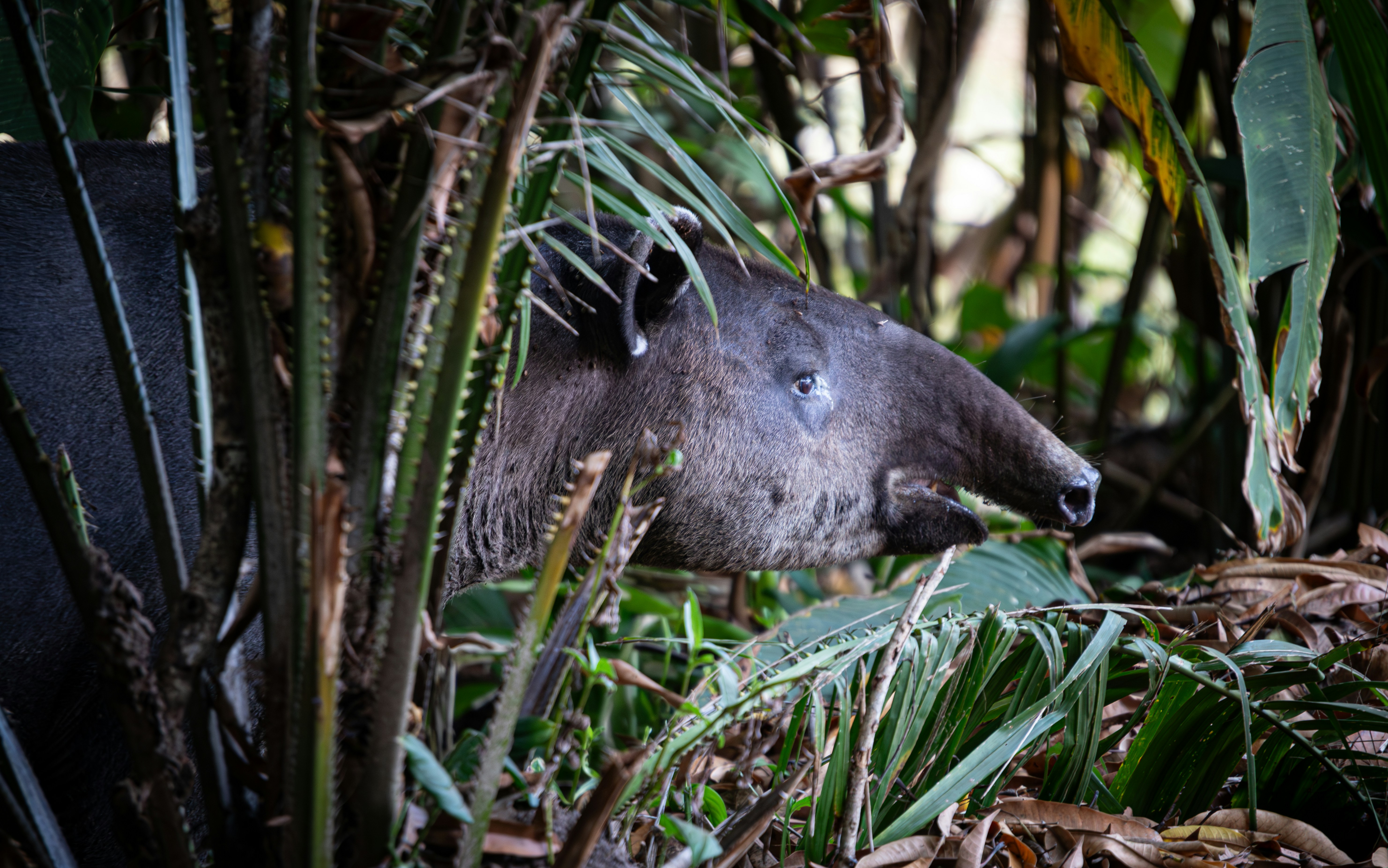 belize zoo in belize