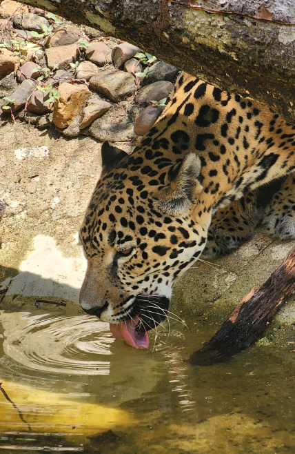 Visit the Belize Zoo