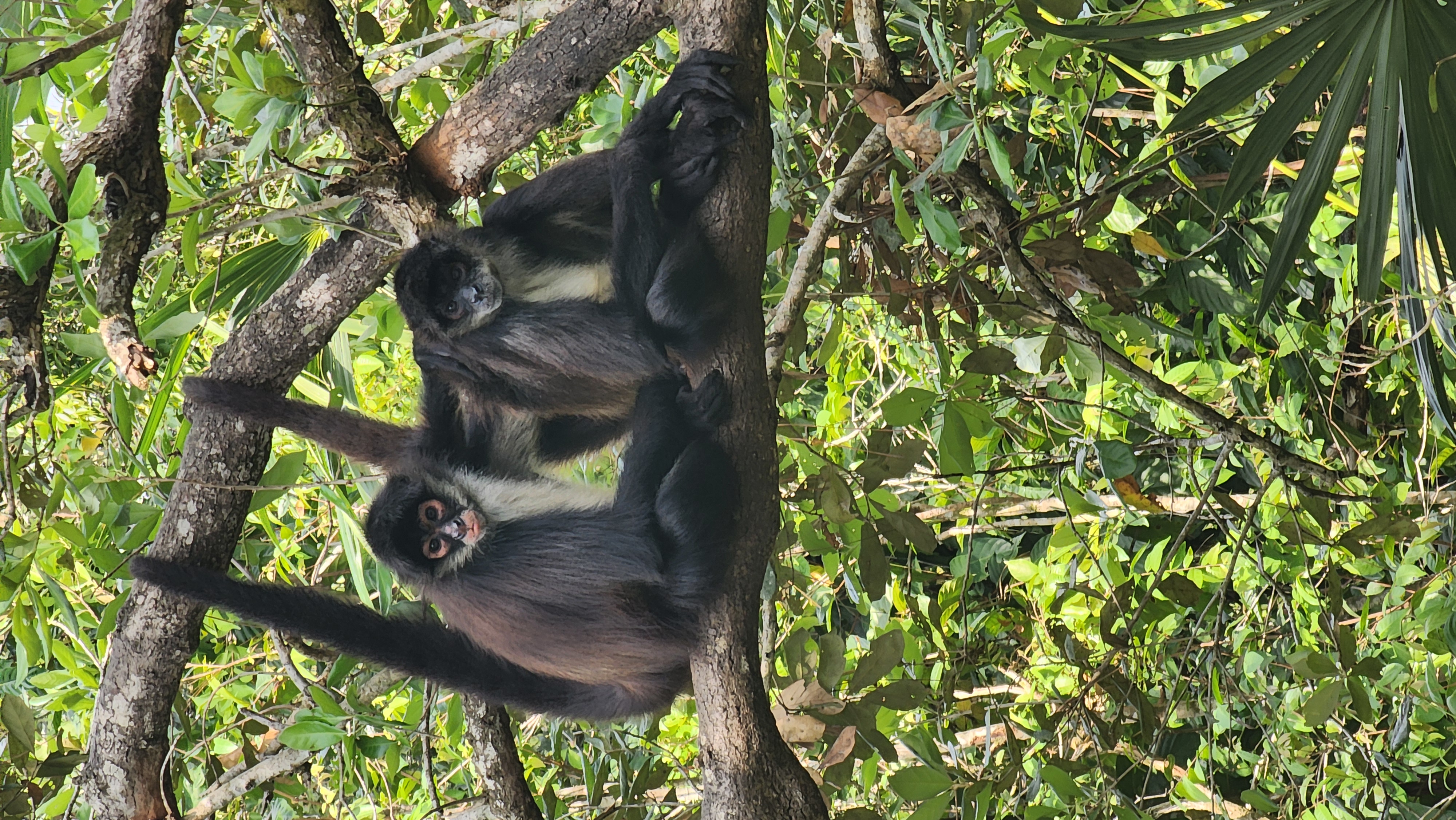 belize zoo in belize