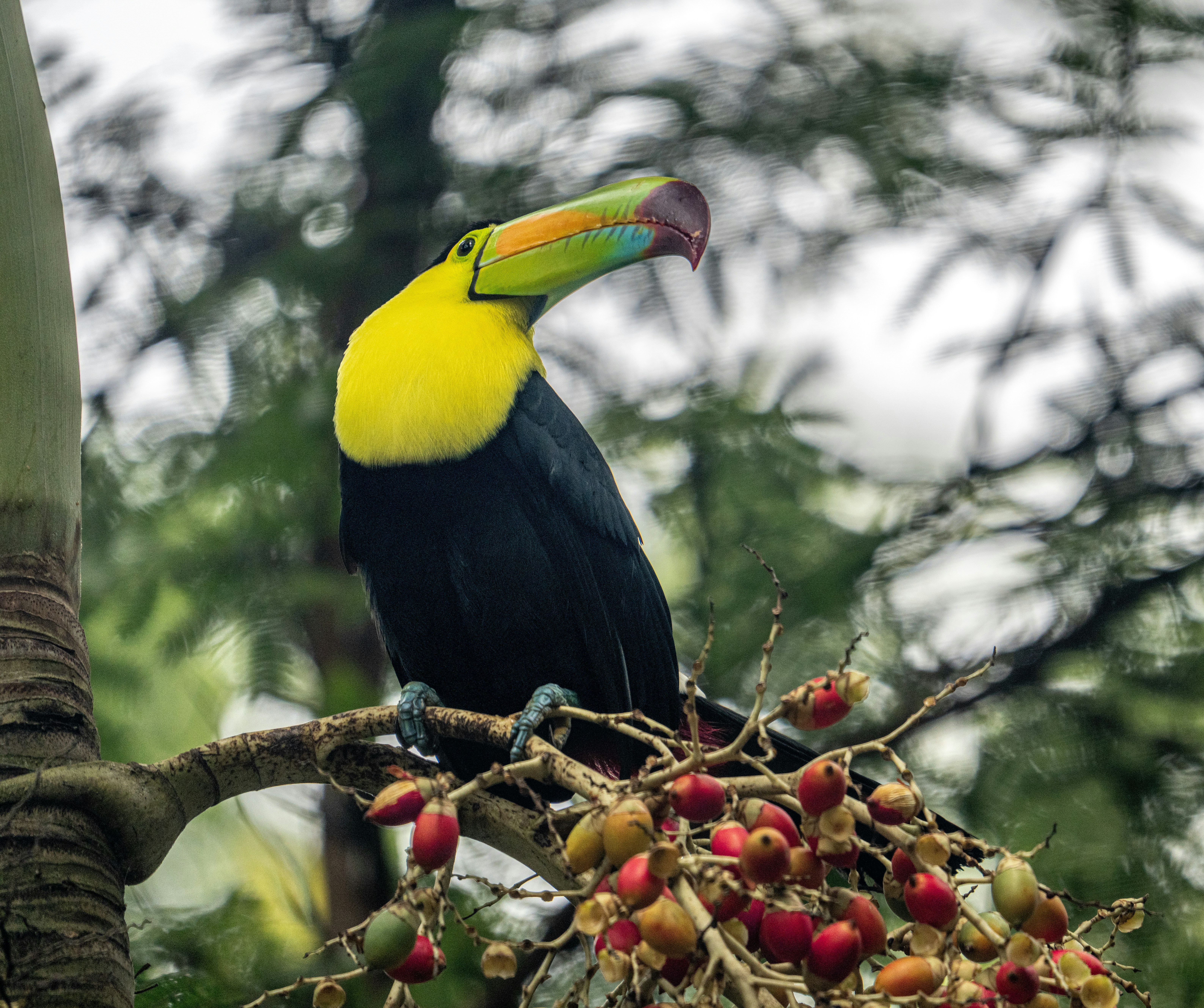 Visit the Belize Zoo 