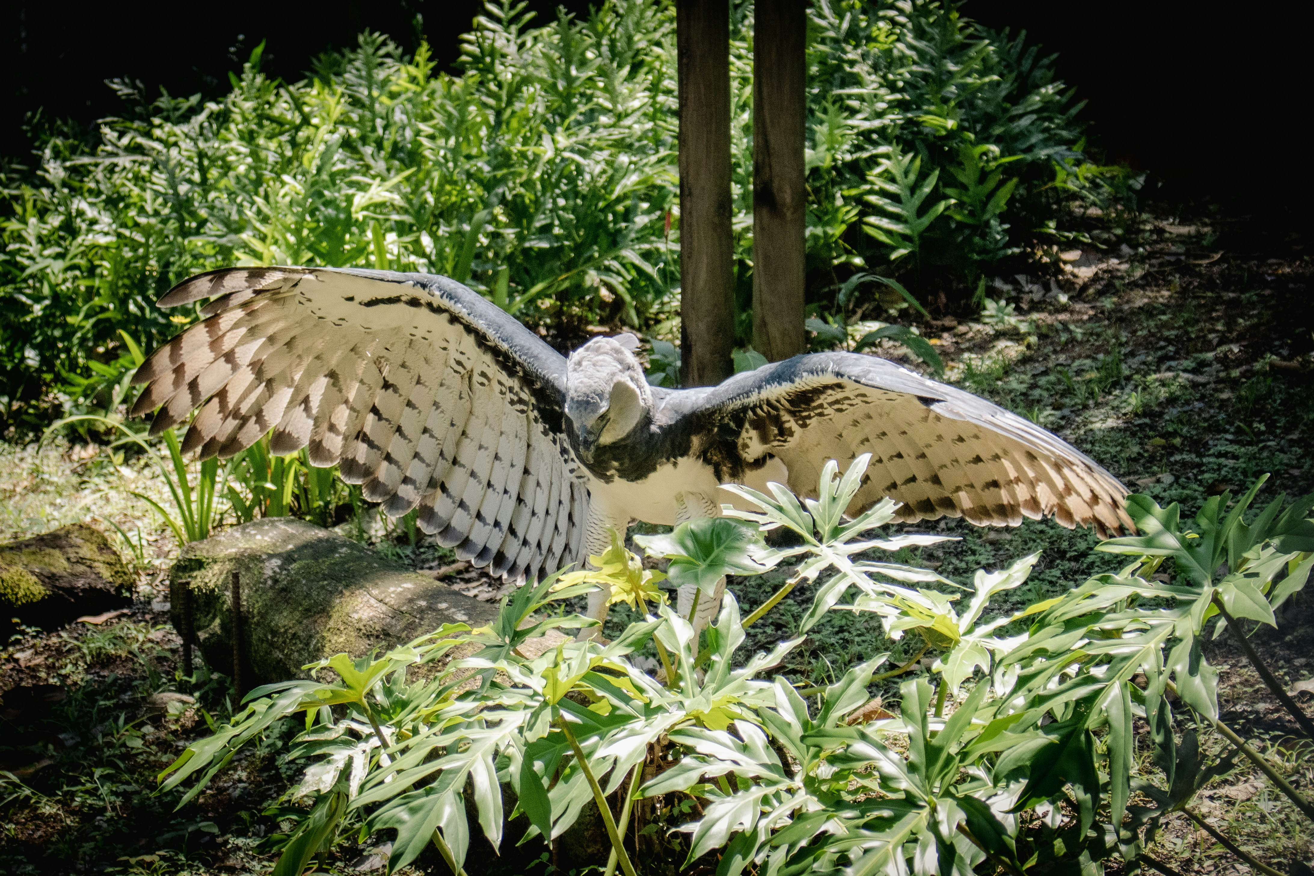 Visit the Belize Zoo 