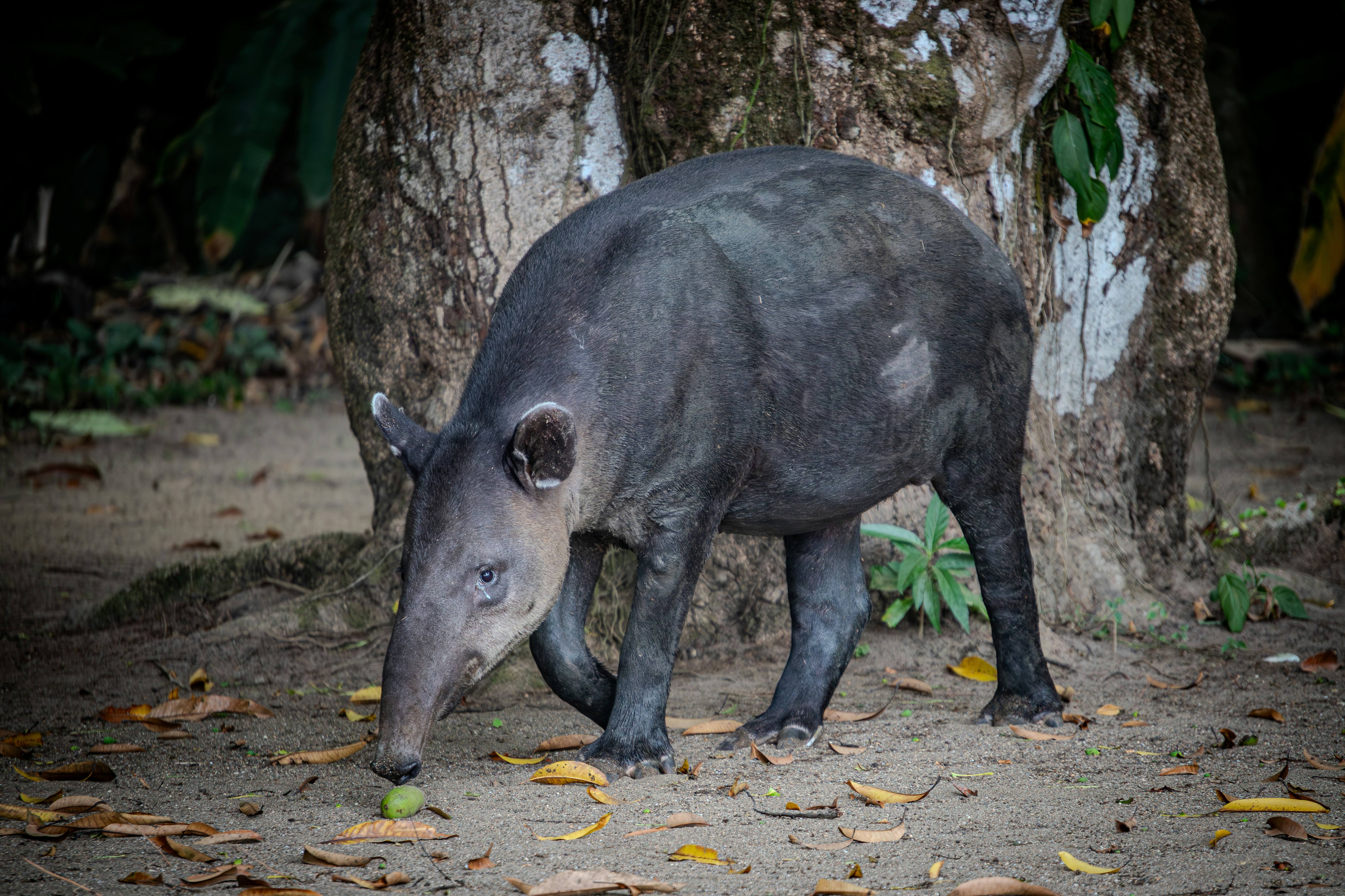 Visit the Belize Zoo 