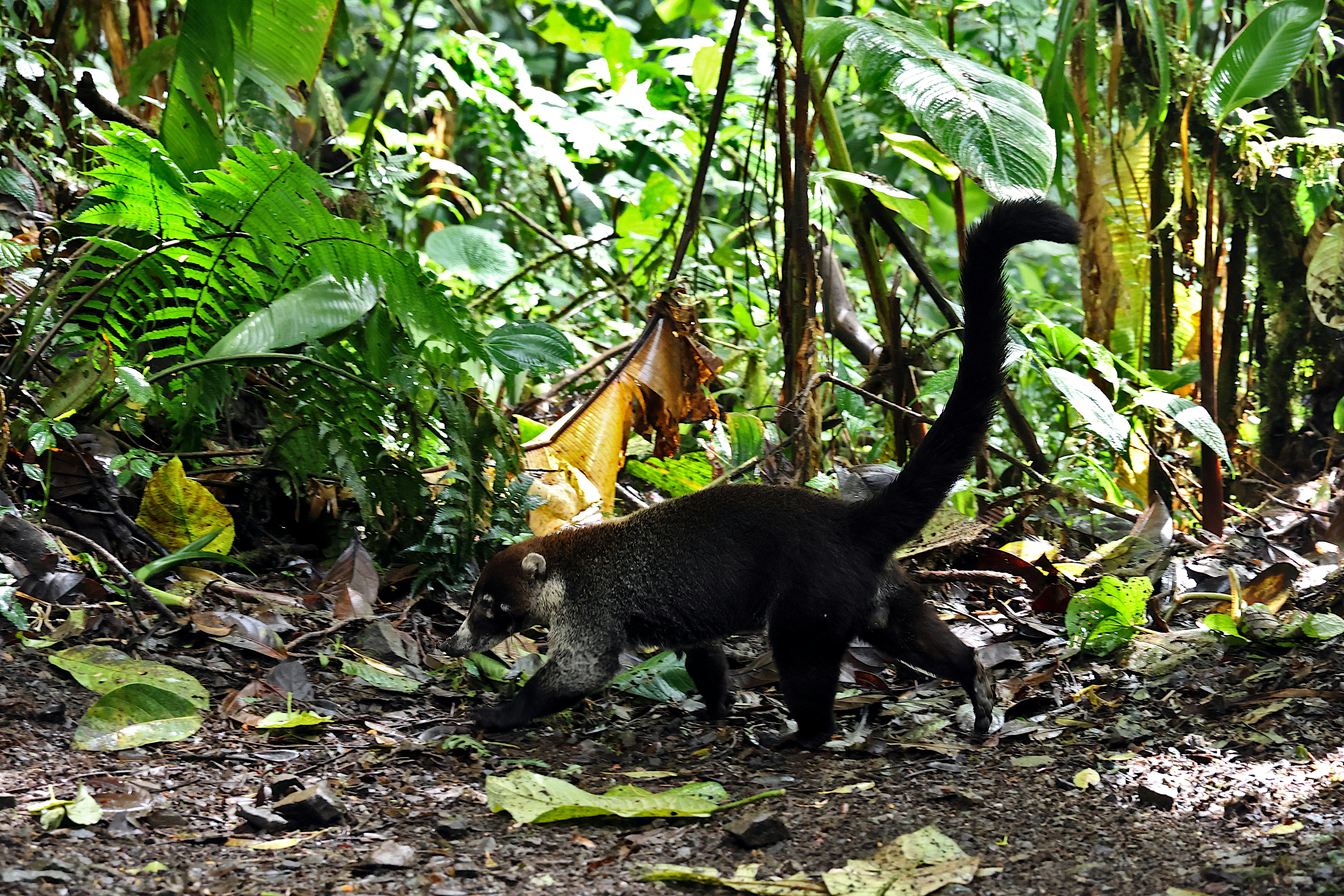 Visit the Belize Zoo 