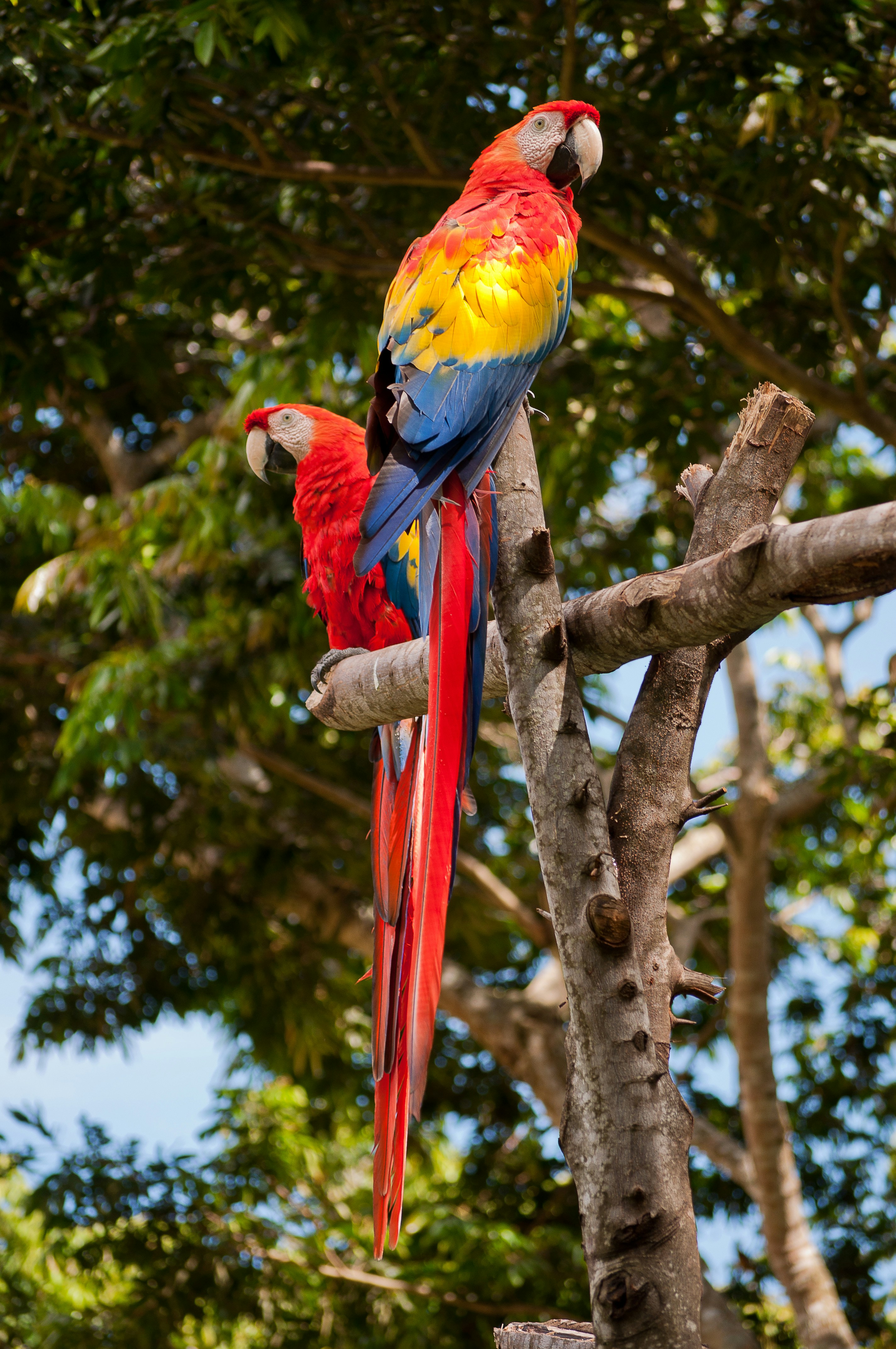 Visit the Belize Zoo 