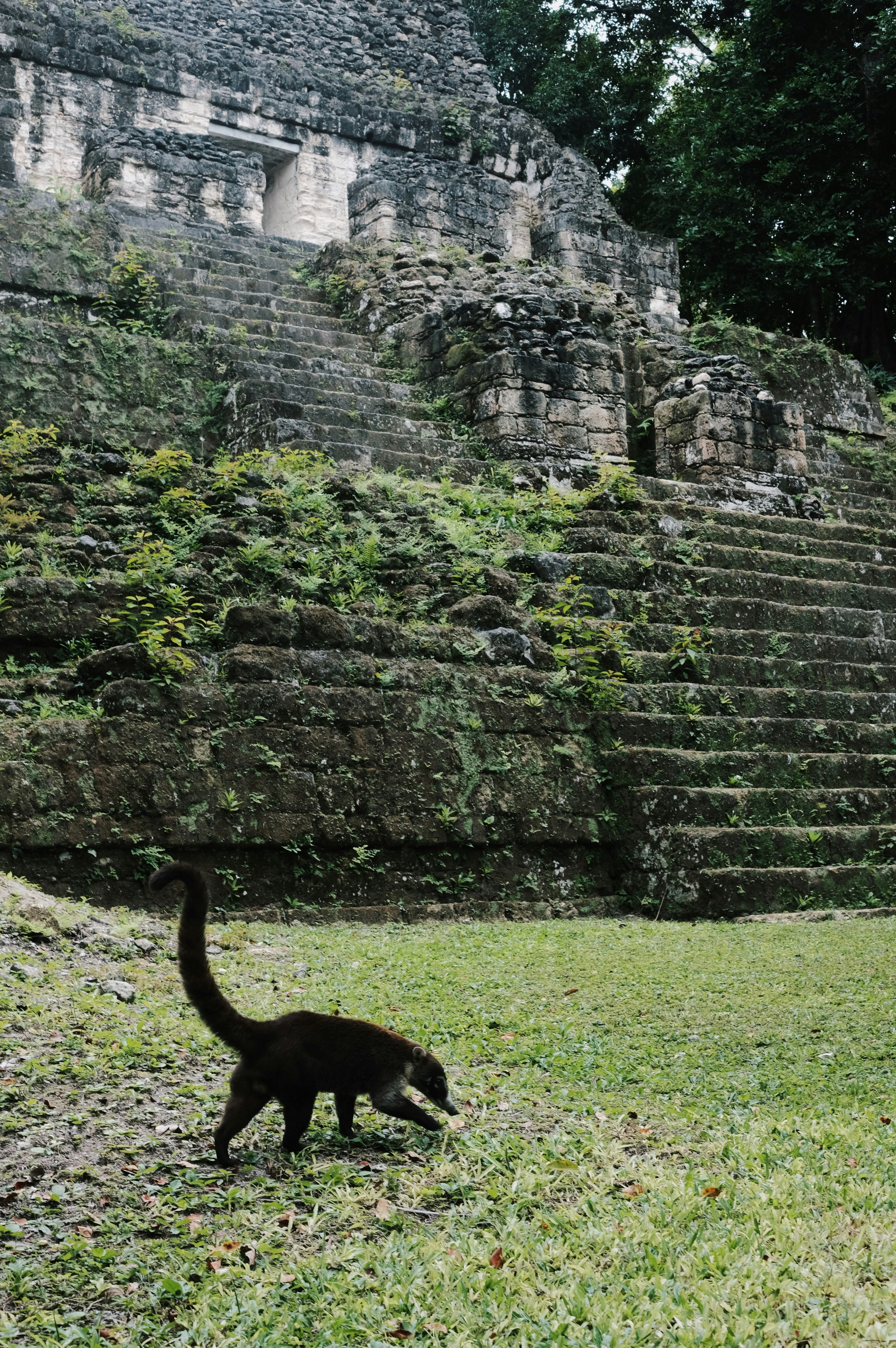 Altun Ha in Belize With Dking Adventures Tours