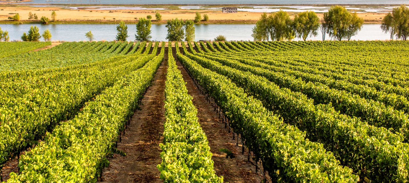 Rombaue's vineyard overlooking San Pablo bay in Carneros, CA