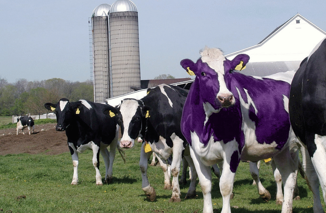 seth-godin-purple-cow.png