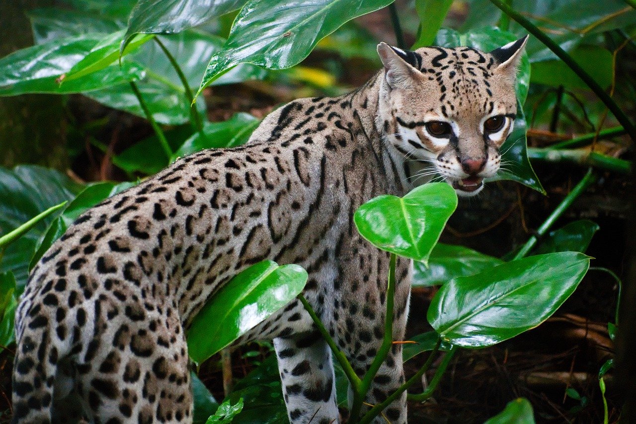 Belize Zoo 