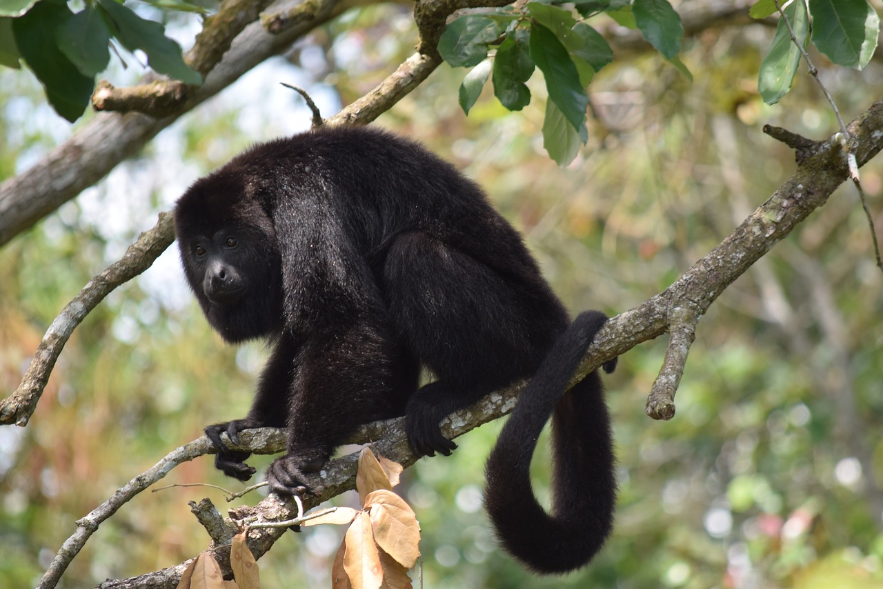 Belize Zoo 