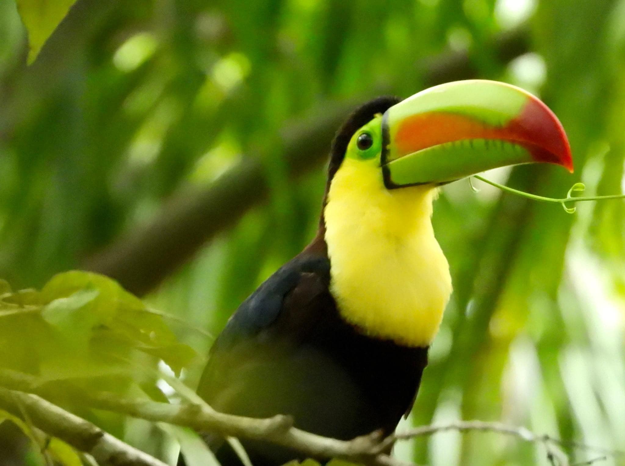 Belize Zoo 