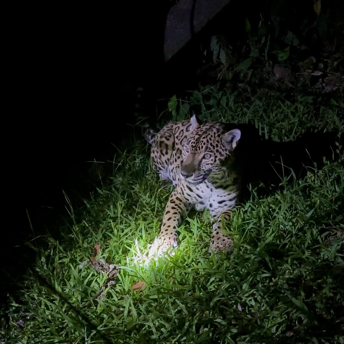 Belize Zoo 