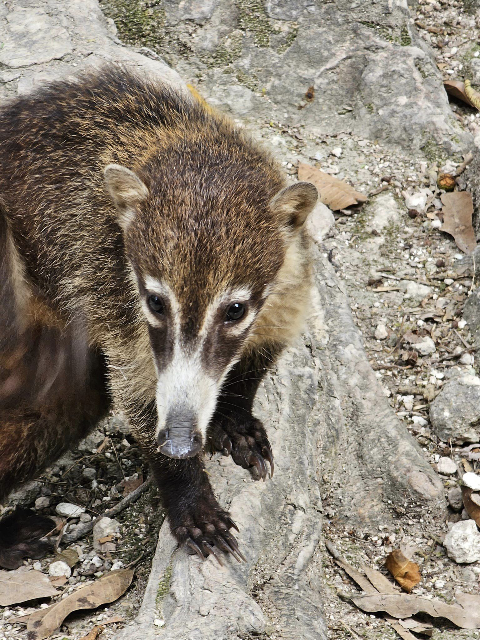 Belize Zoo 