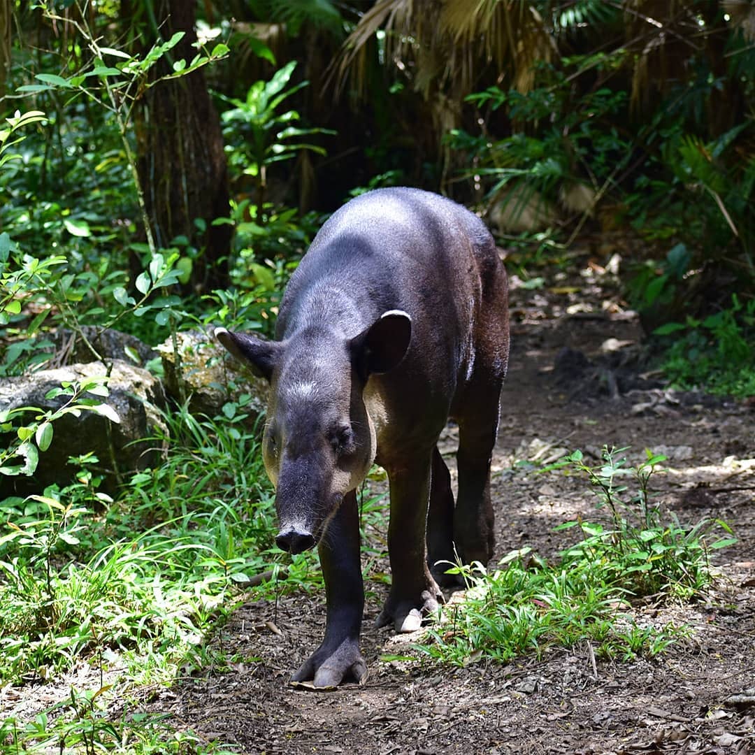 Belize Zoo 