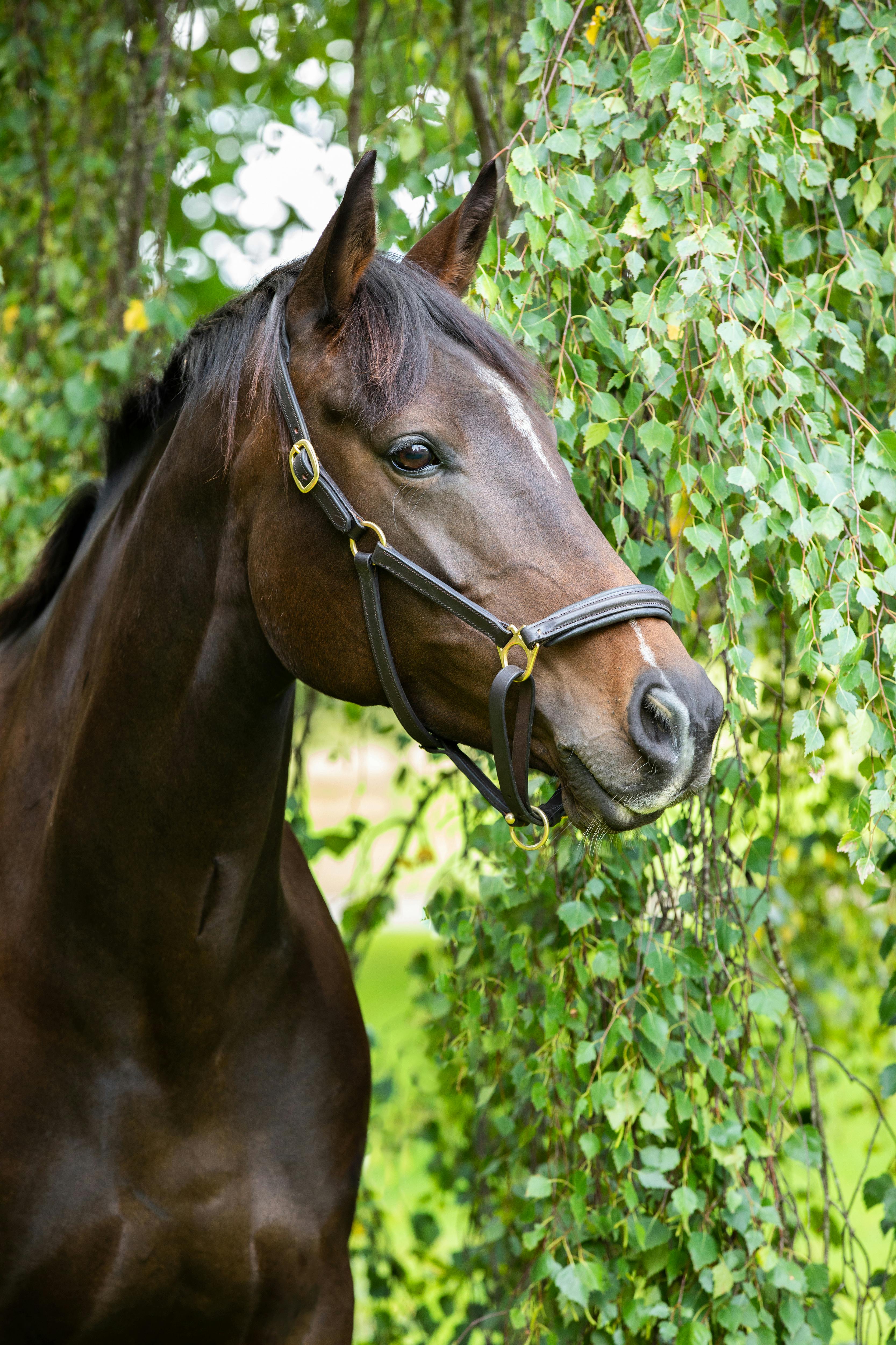 Horseback Riding in Belize