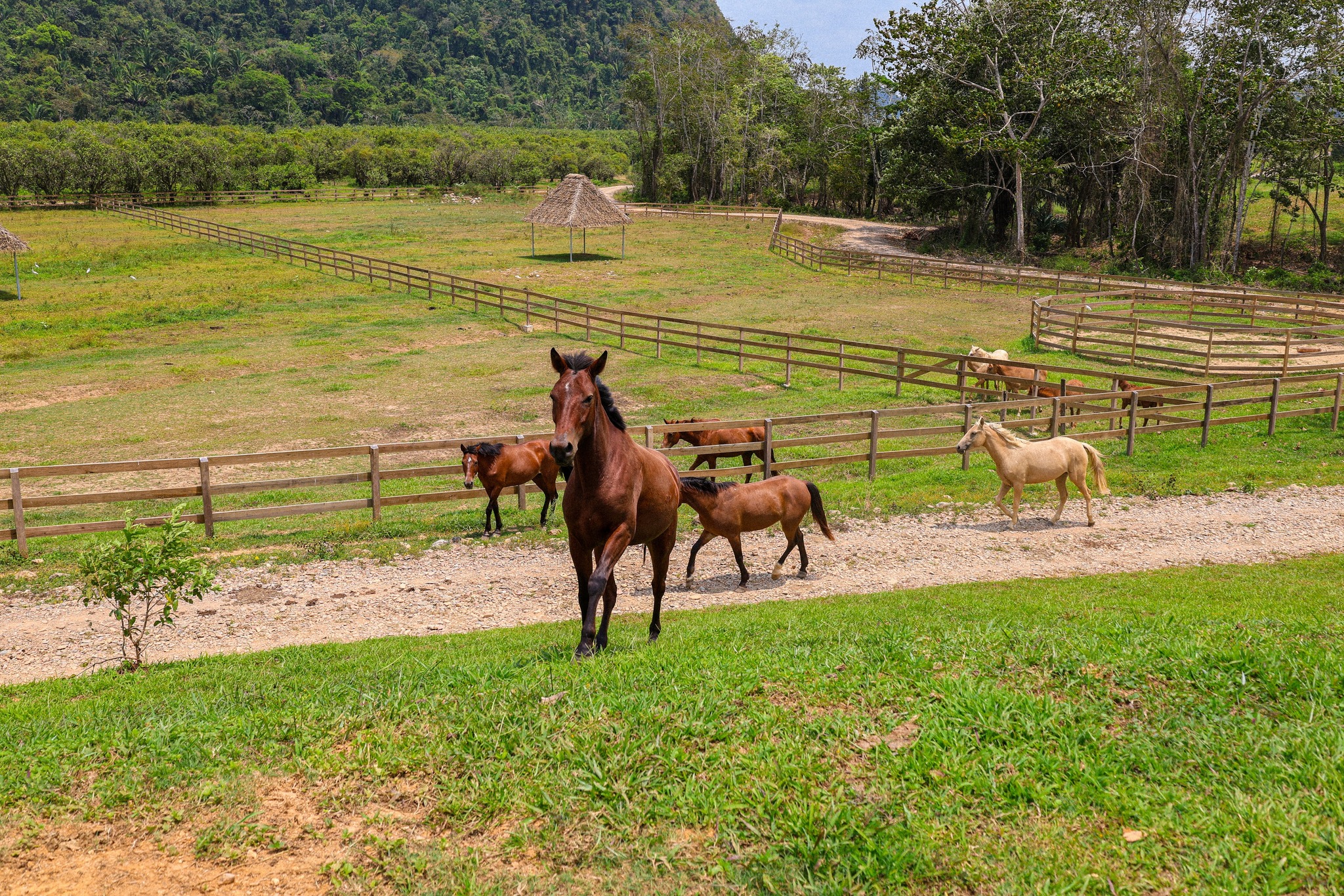 Horseback Riding in Belize